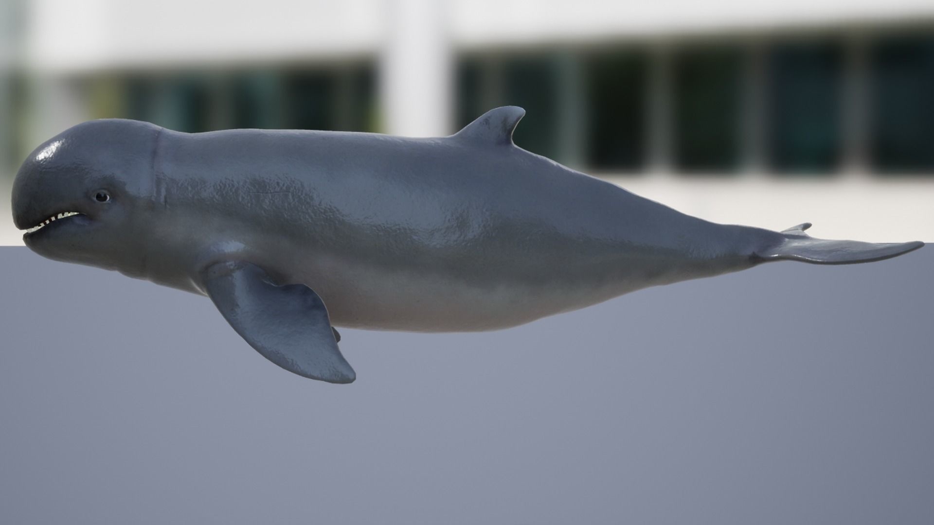 Irawaddy Dolphin Low-poly 3D model_6