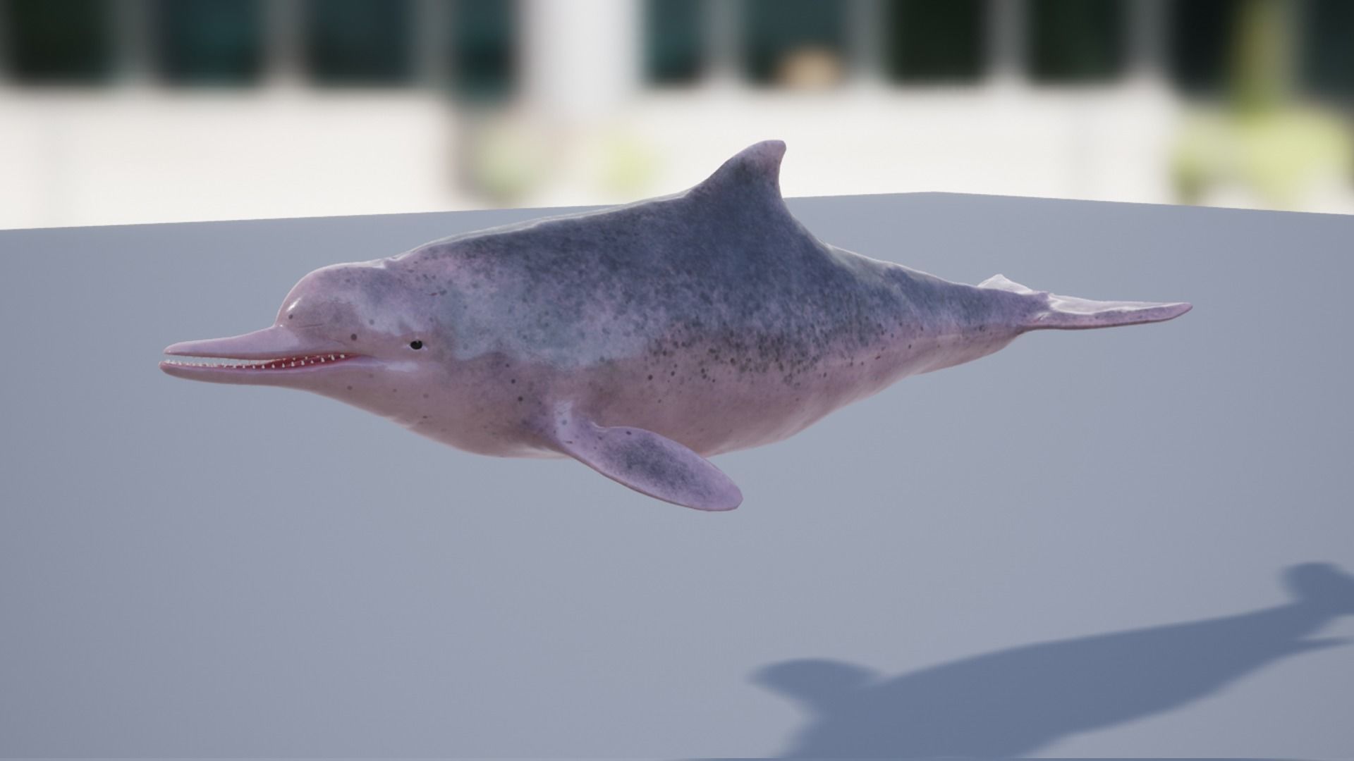 Chinese Dolphin Low-poly 3D model_8