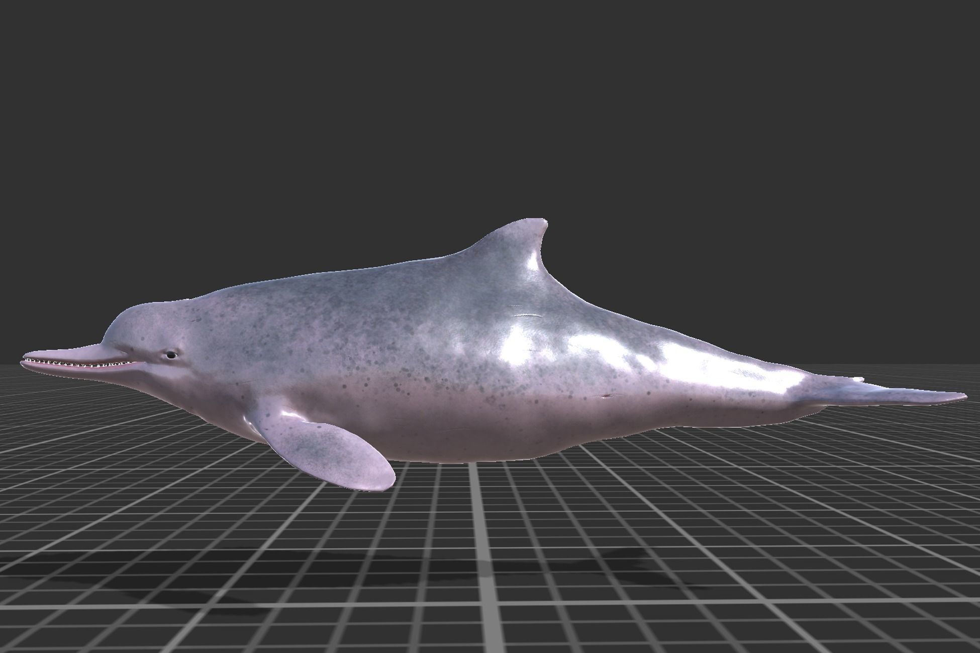 Chinese Dolphin Low-poly 3D model_2