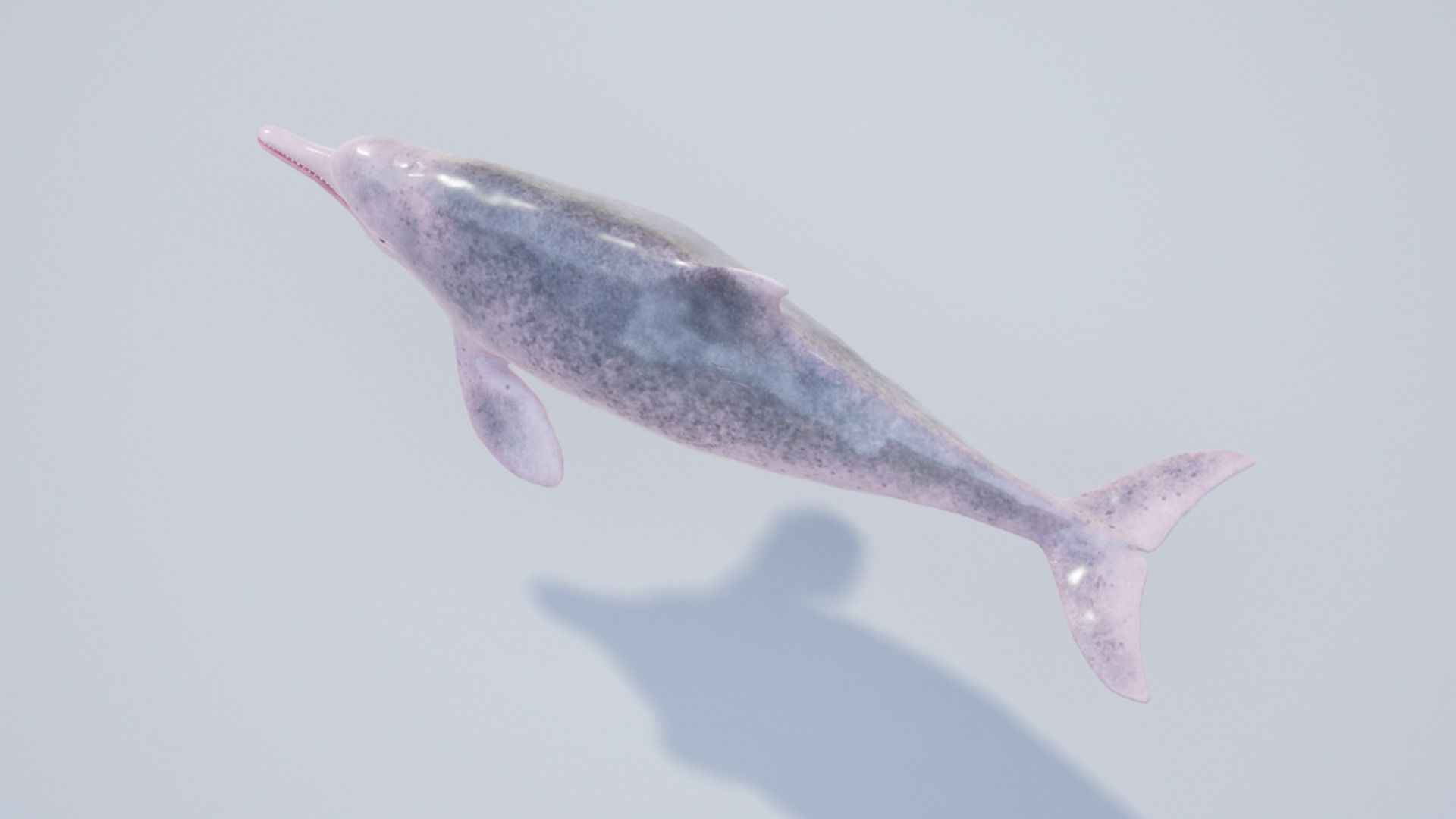 Chinese Dolphin Low-poly 3D model_10