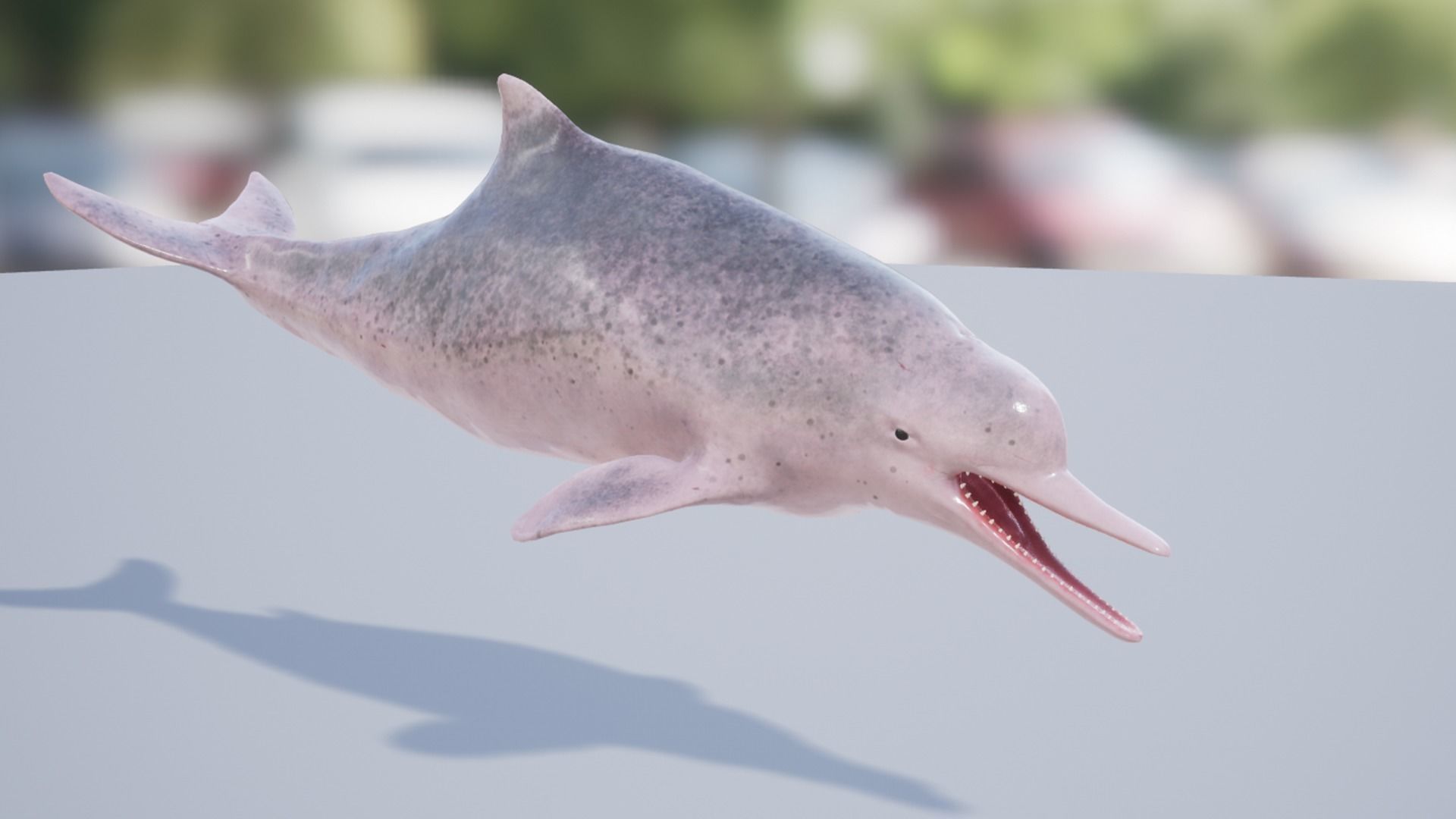 Chinese Dolphin Low-poly 3D model_12
