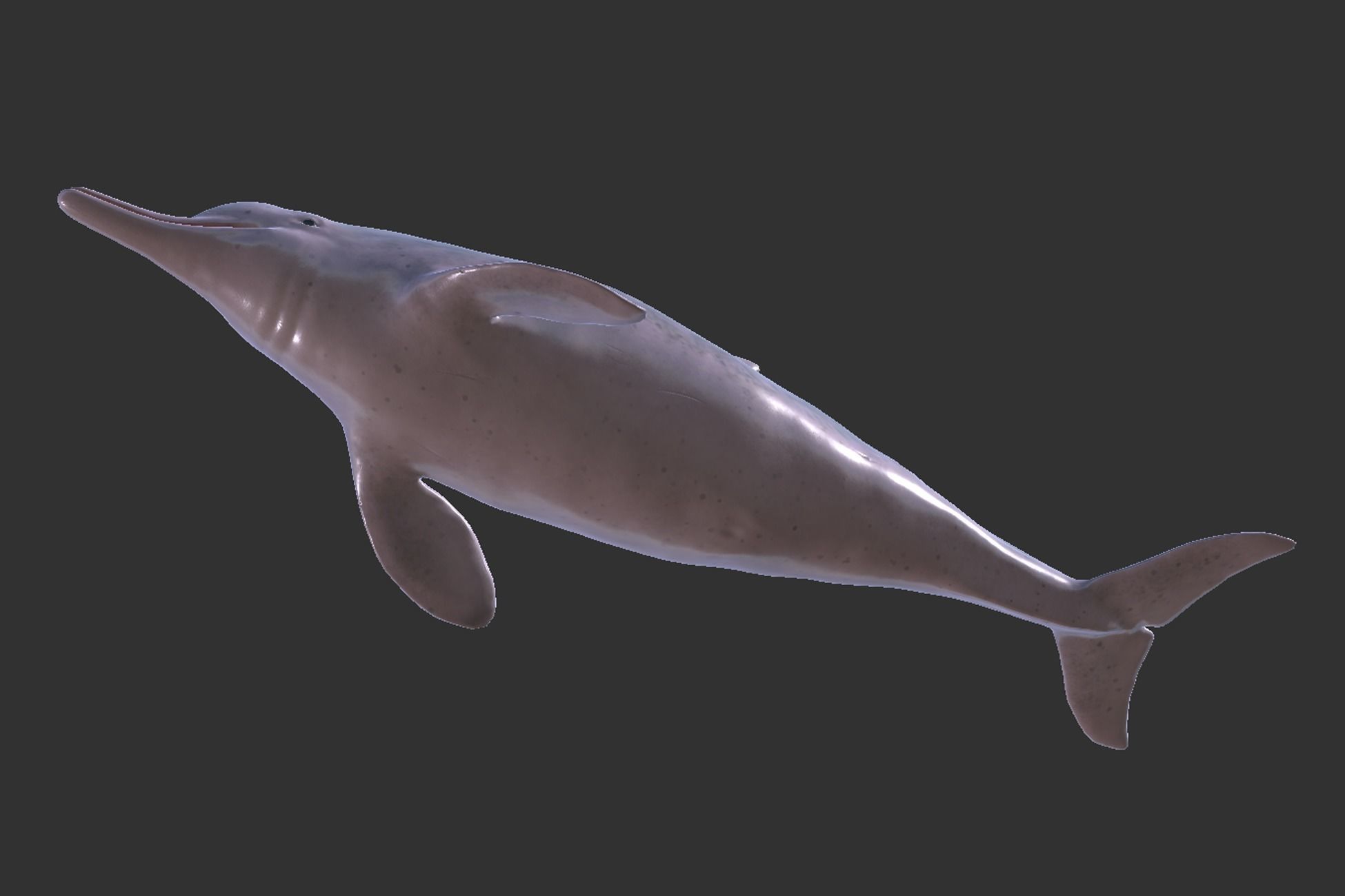 Chinese Dolphin Low-poly 3D model_5