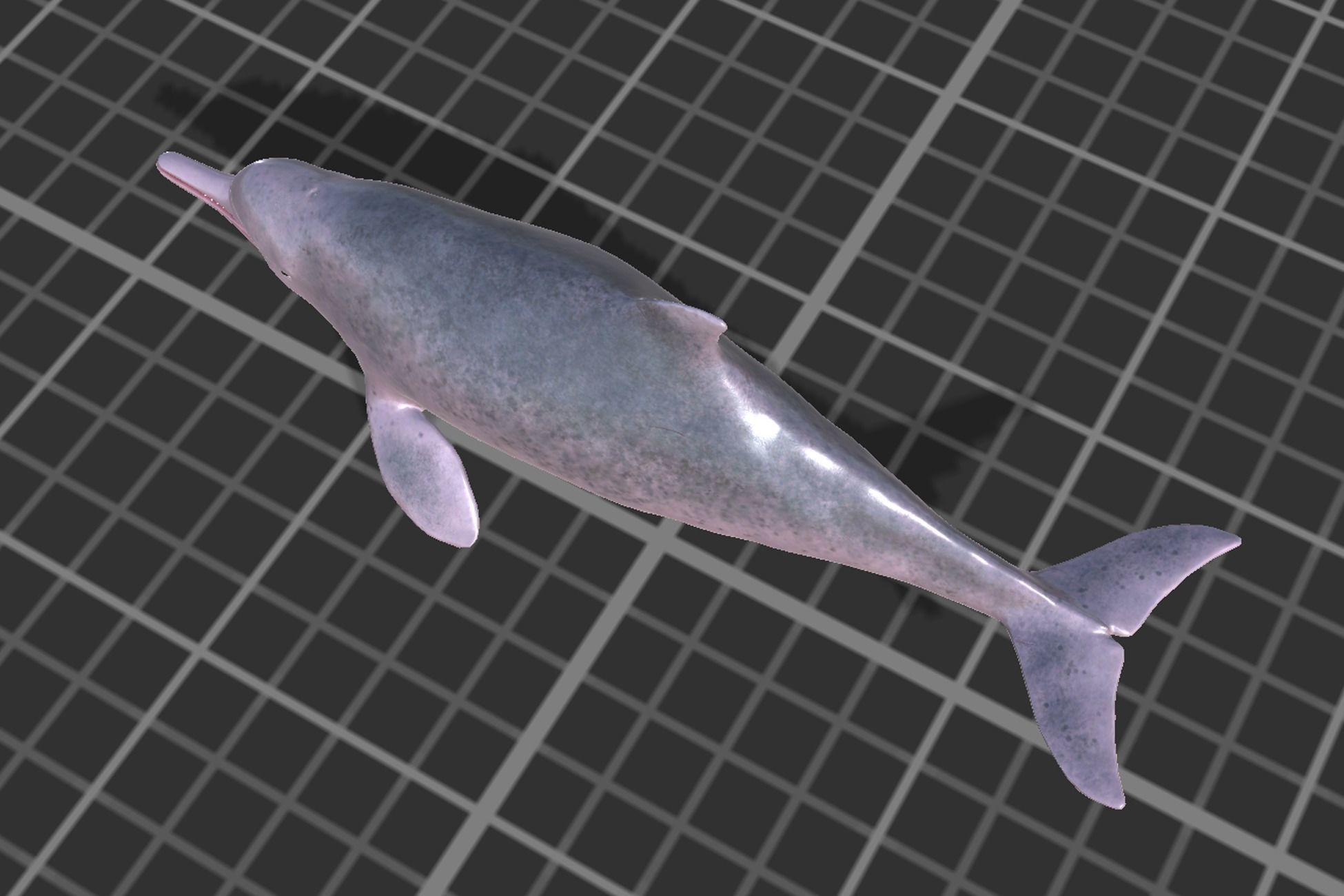 Chinese Dolphin Low-poly 3D model_4