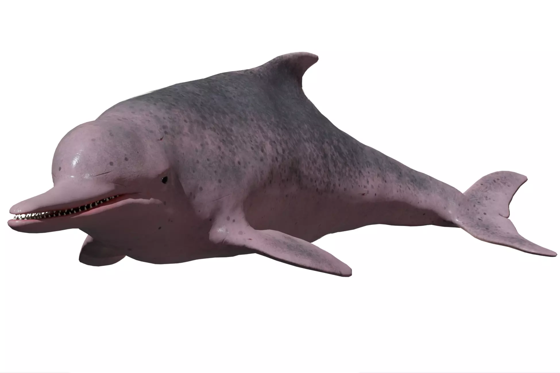 Chinese Dolphin Low-poly 3D model_0