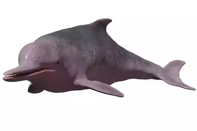 Chinese Dolphin