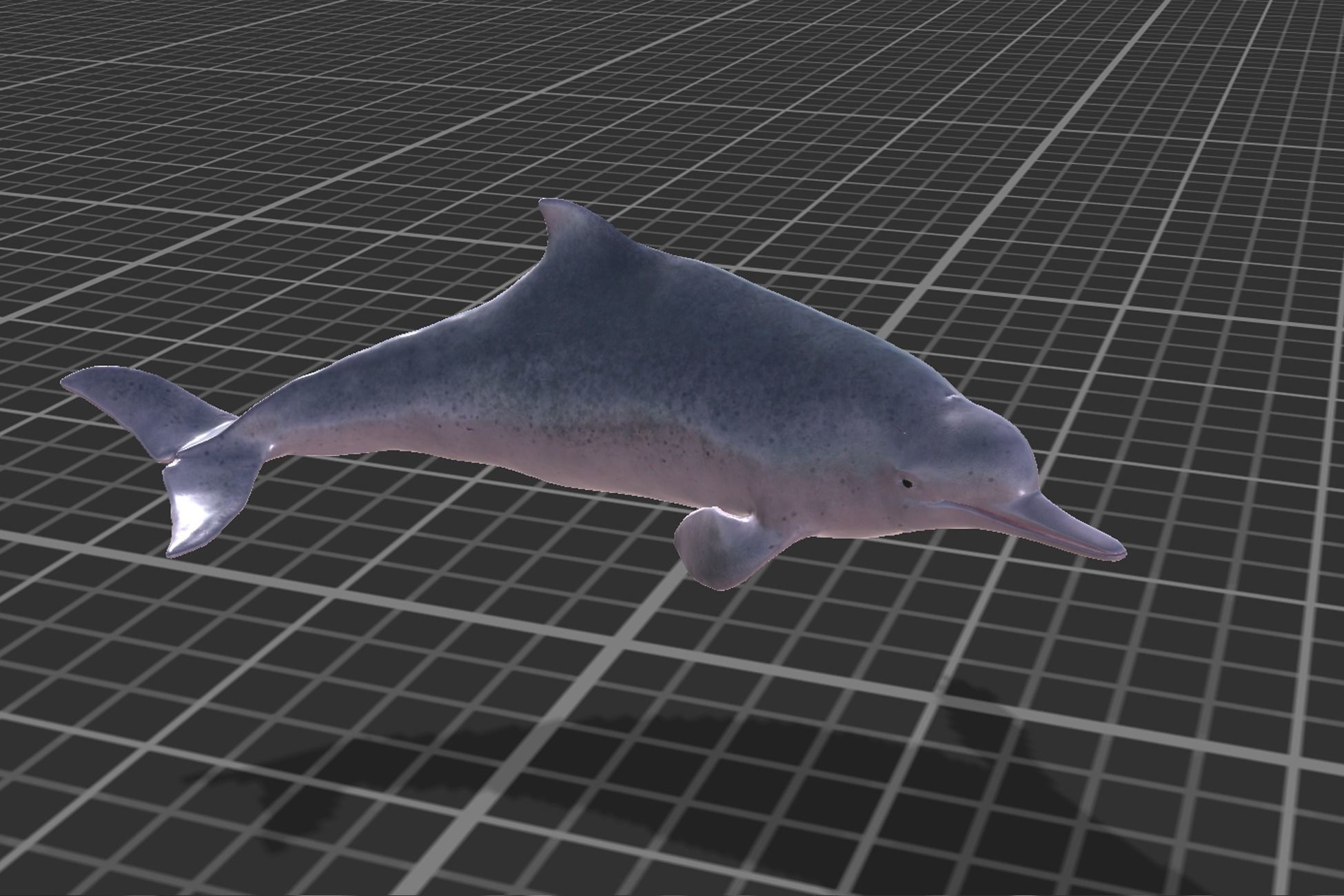 Chinese Dolphin Low-poly 3D model_9