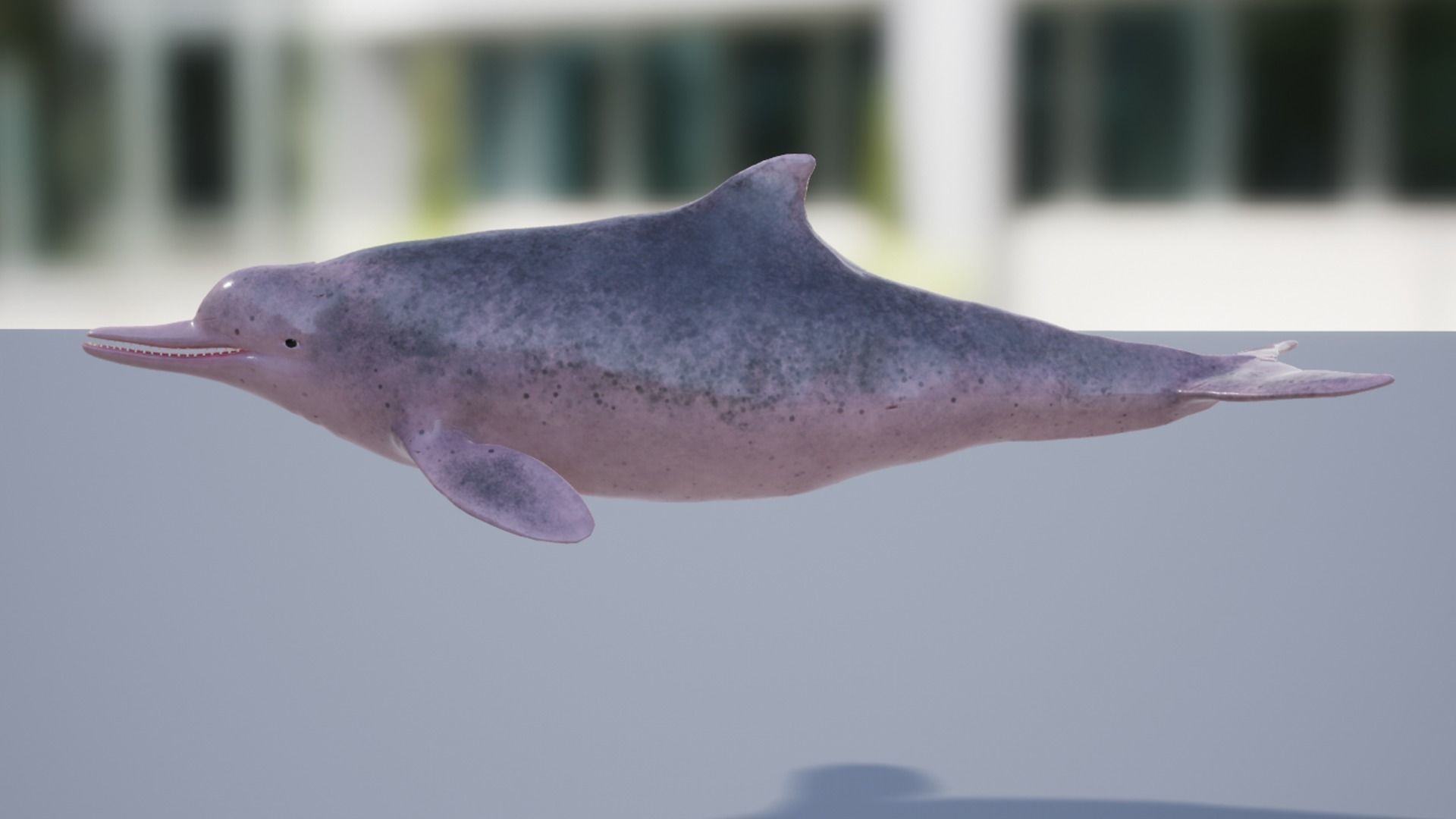 Chinese Dolphin Low-poly 3D model_6