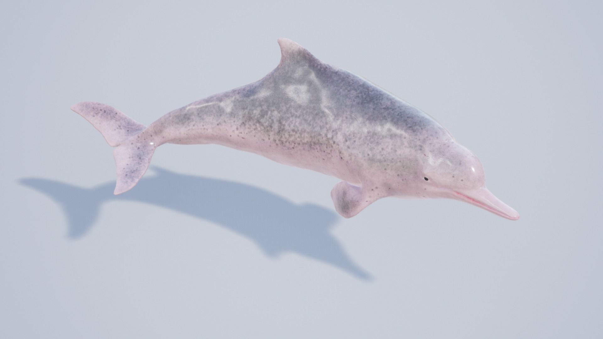 Chinese Dolphin Low-poly 3D model_13