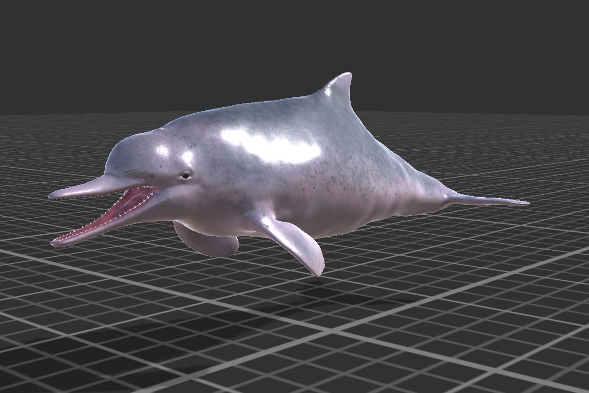 Chinese Dolphin Low-poly 3D model_7