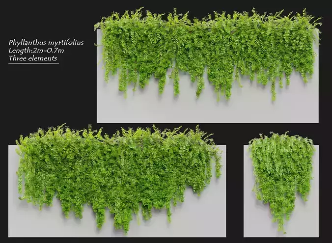 phyllanthus myrtifolius