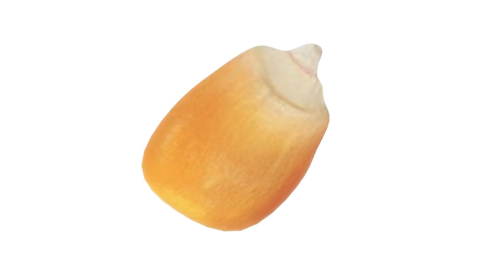 Corn Kernel 3D model_7