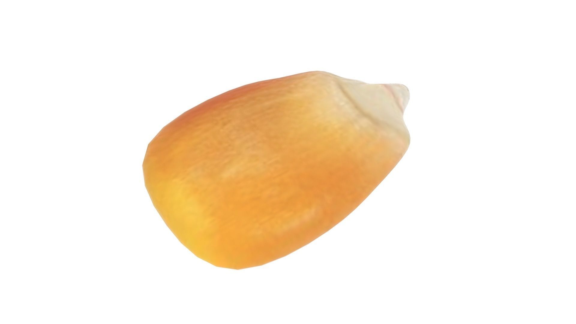 Corn Kernel 3D model_6