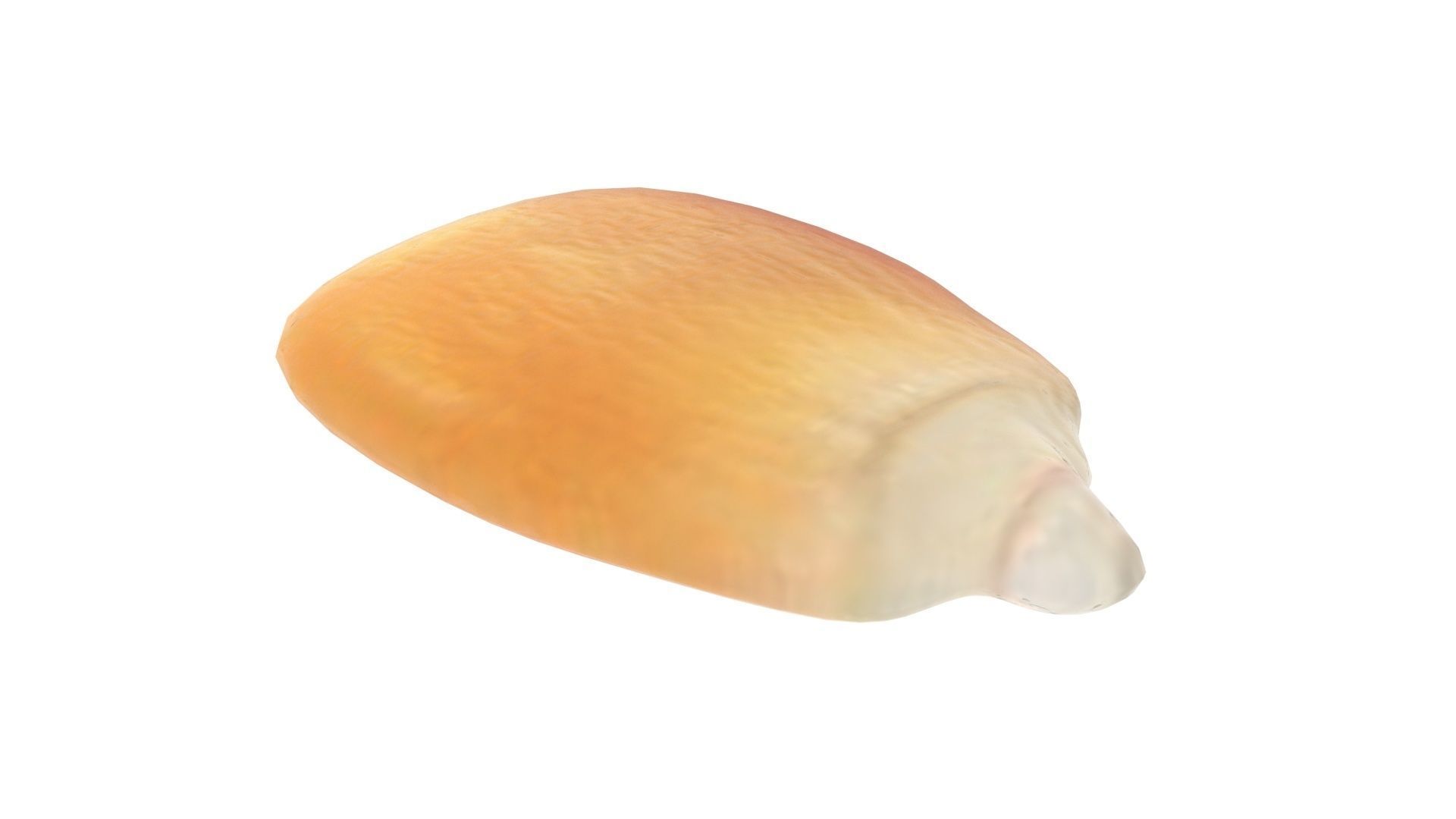 Corn Kernel 3D model_3