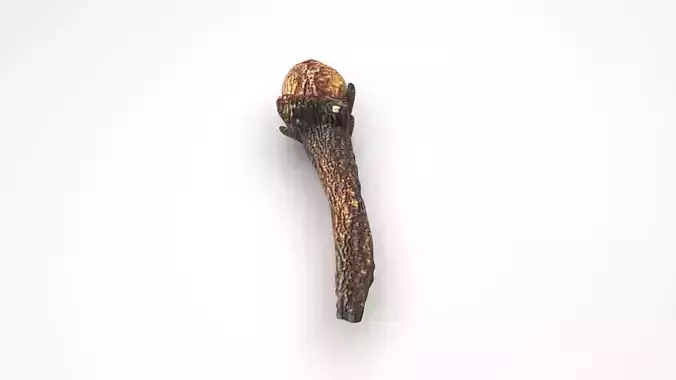Clove 3D model