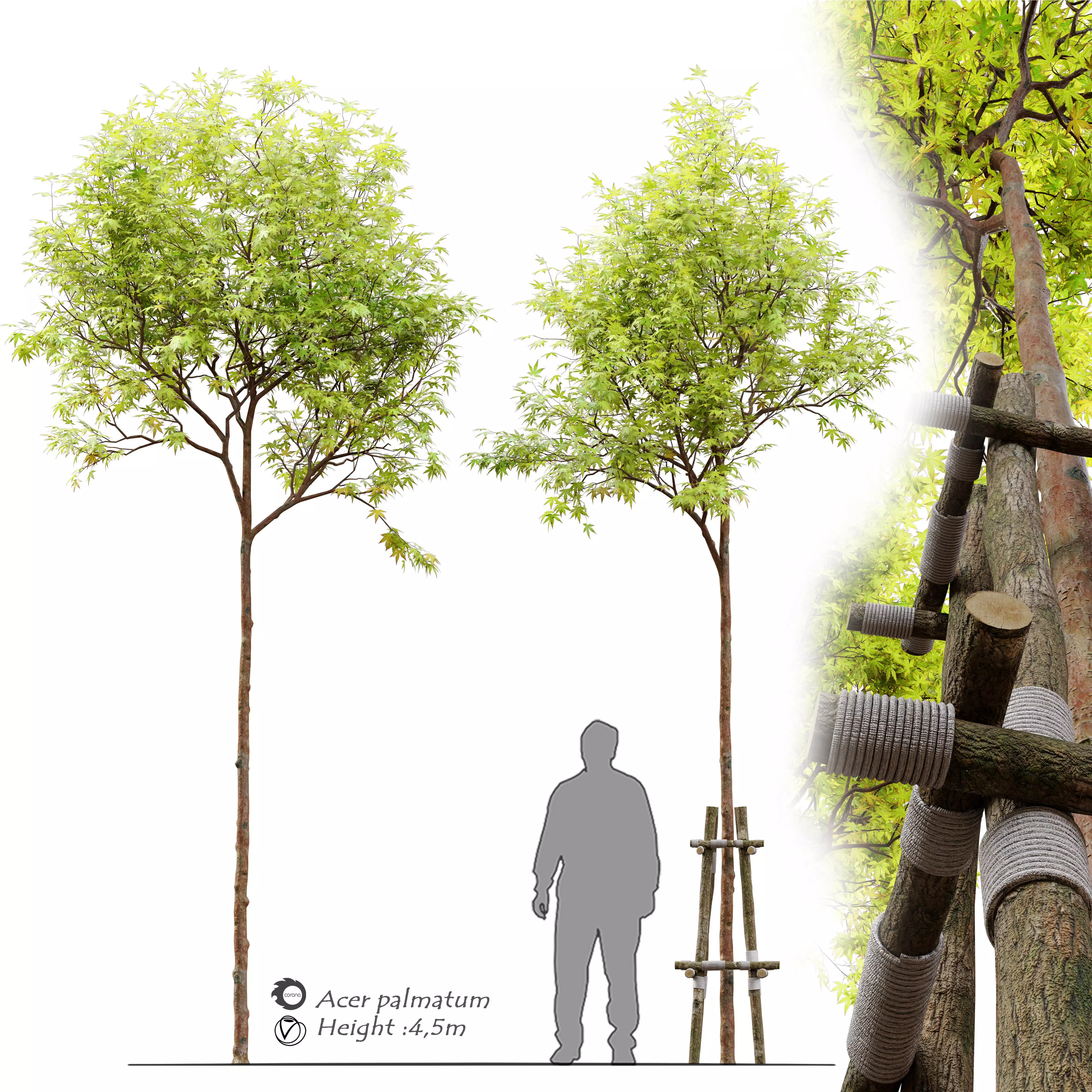 Acer palmatum 3D model_0