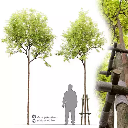 Acer palmatum 3D model