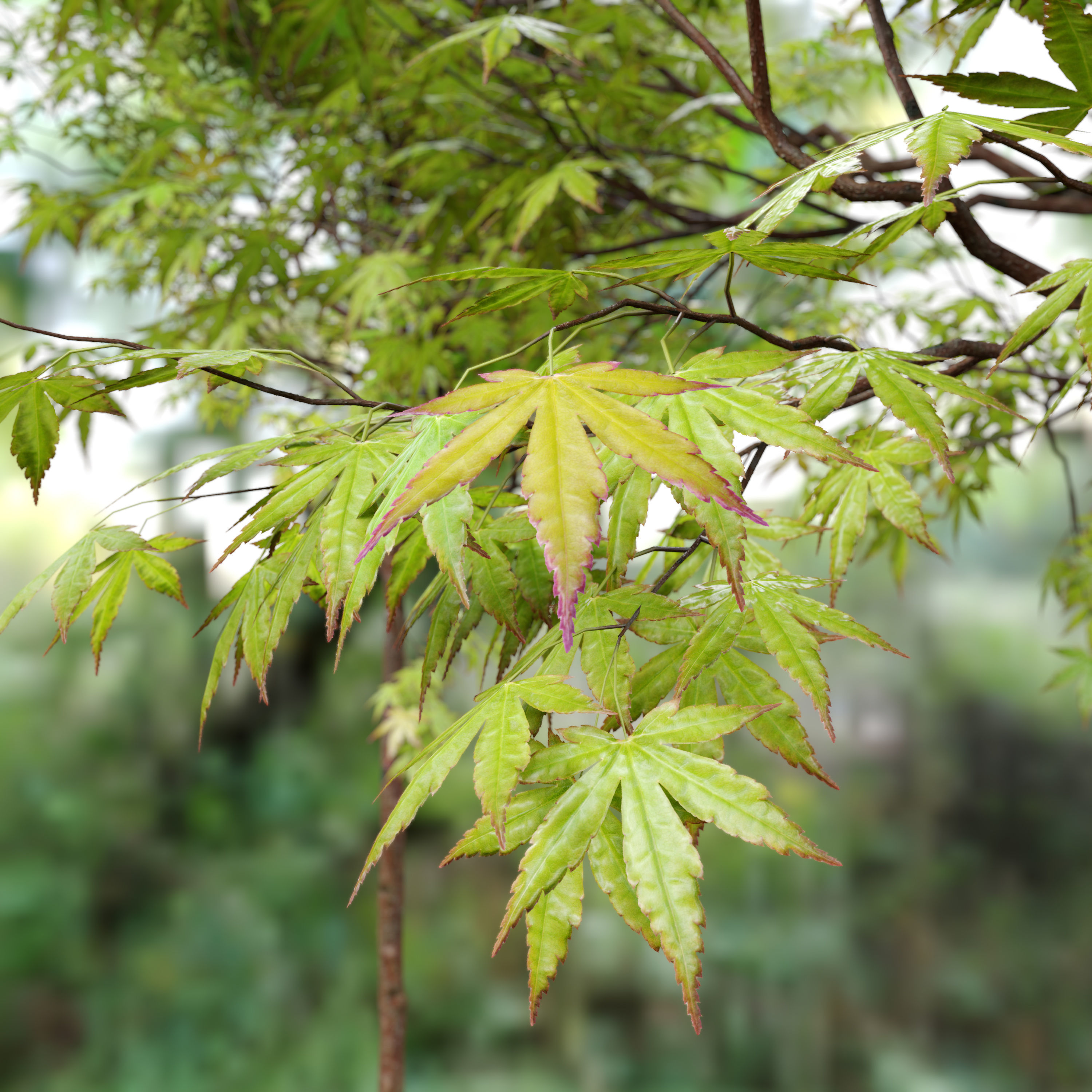 Acer palmatum 3D model_2