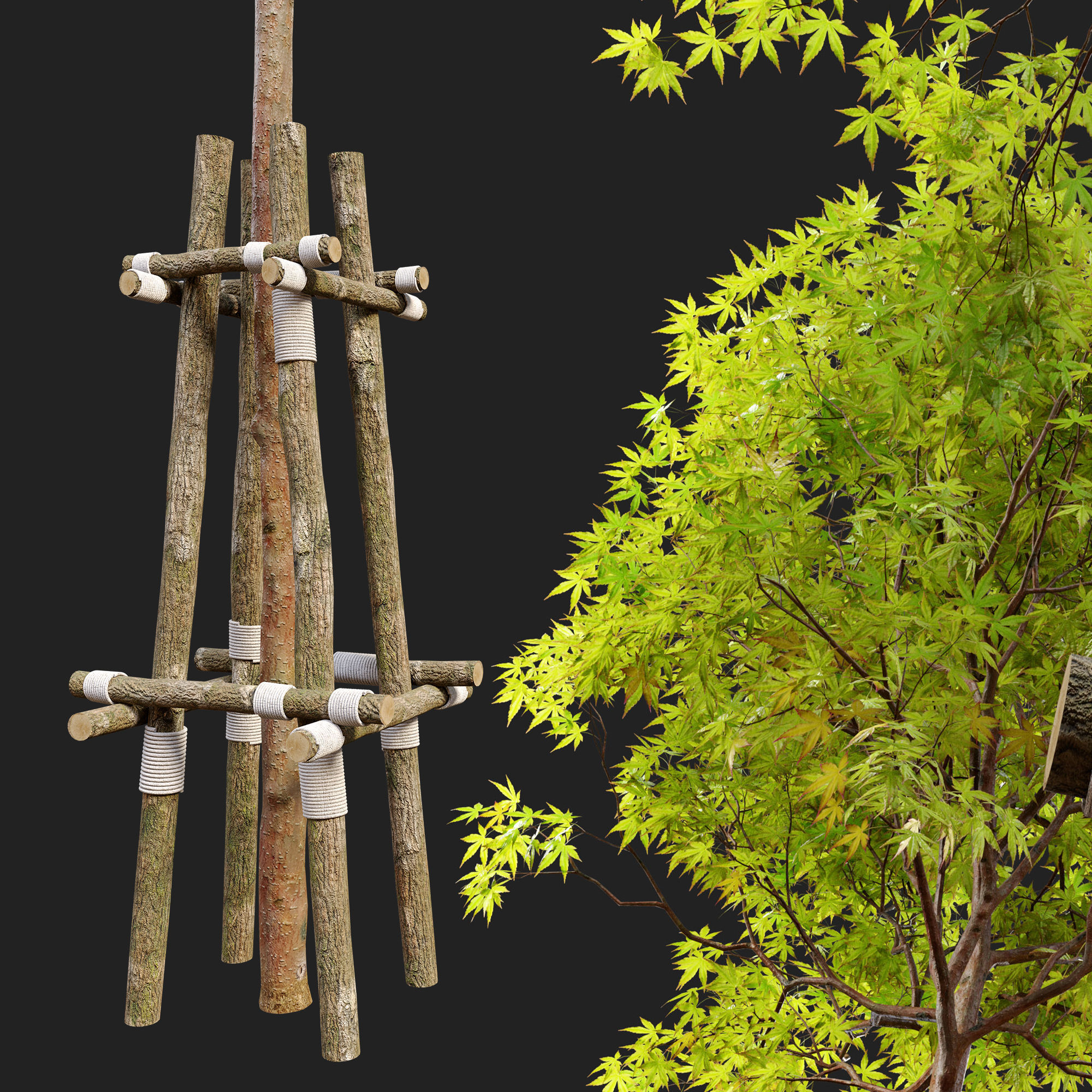 Acer palmatum 3D model_4