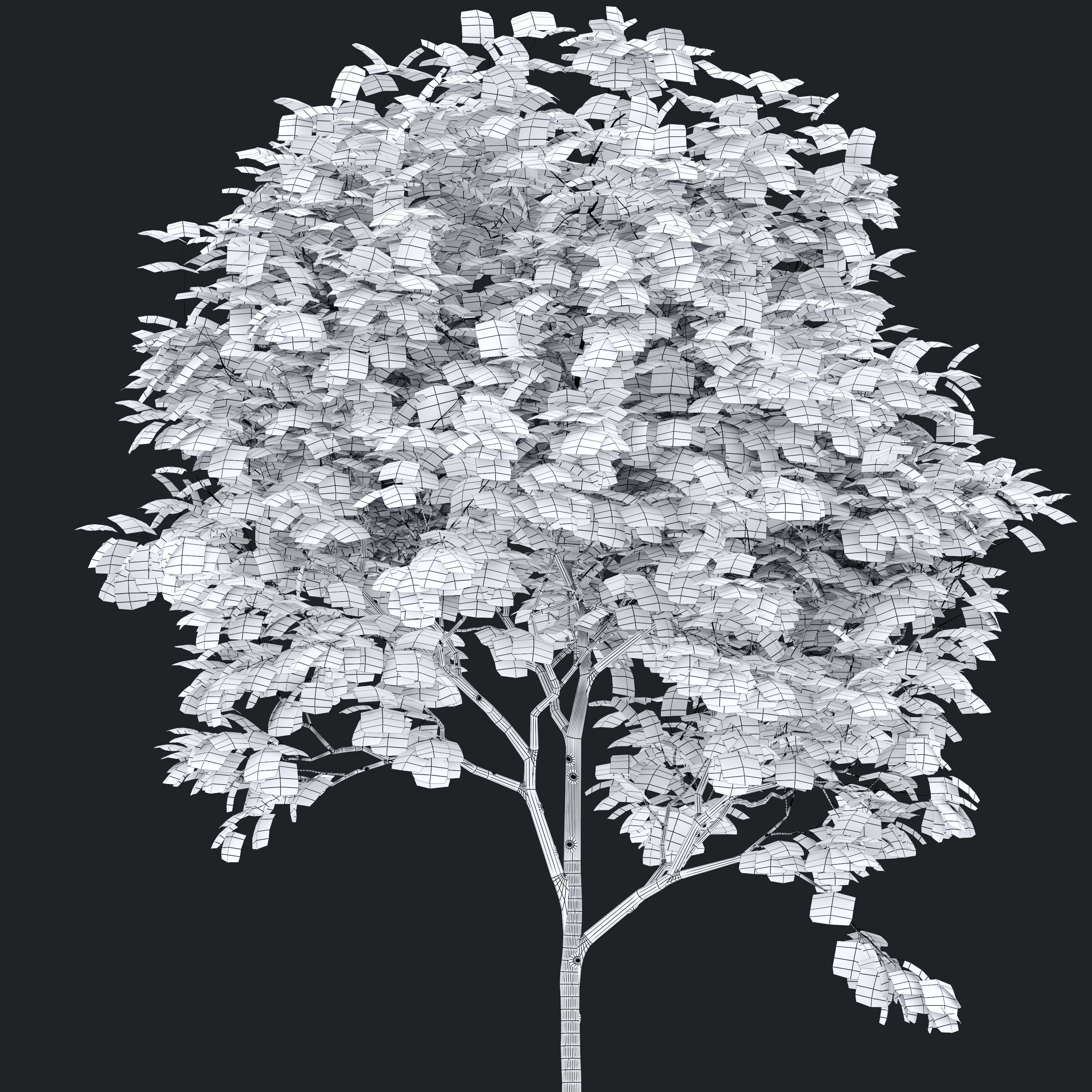Acer palmatum 3D model_6