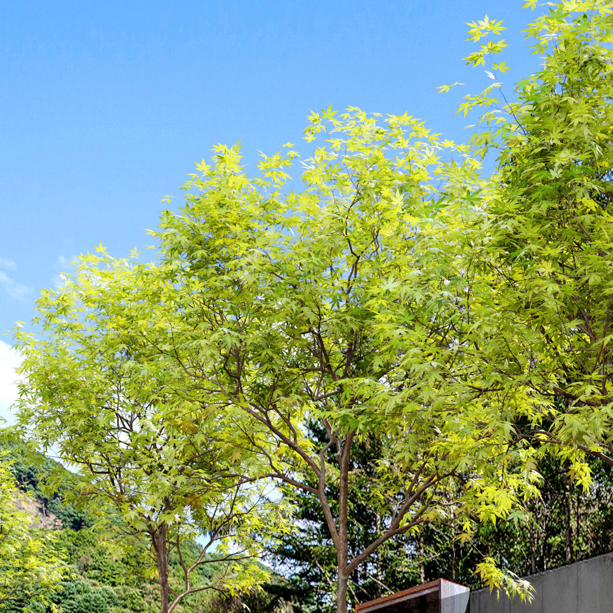 Acer palmatum 3D model_5