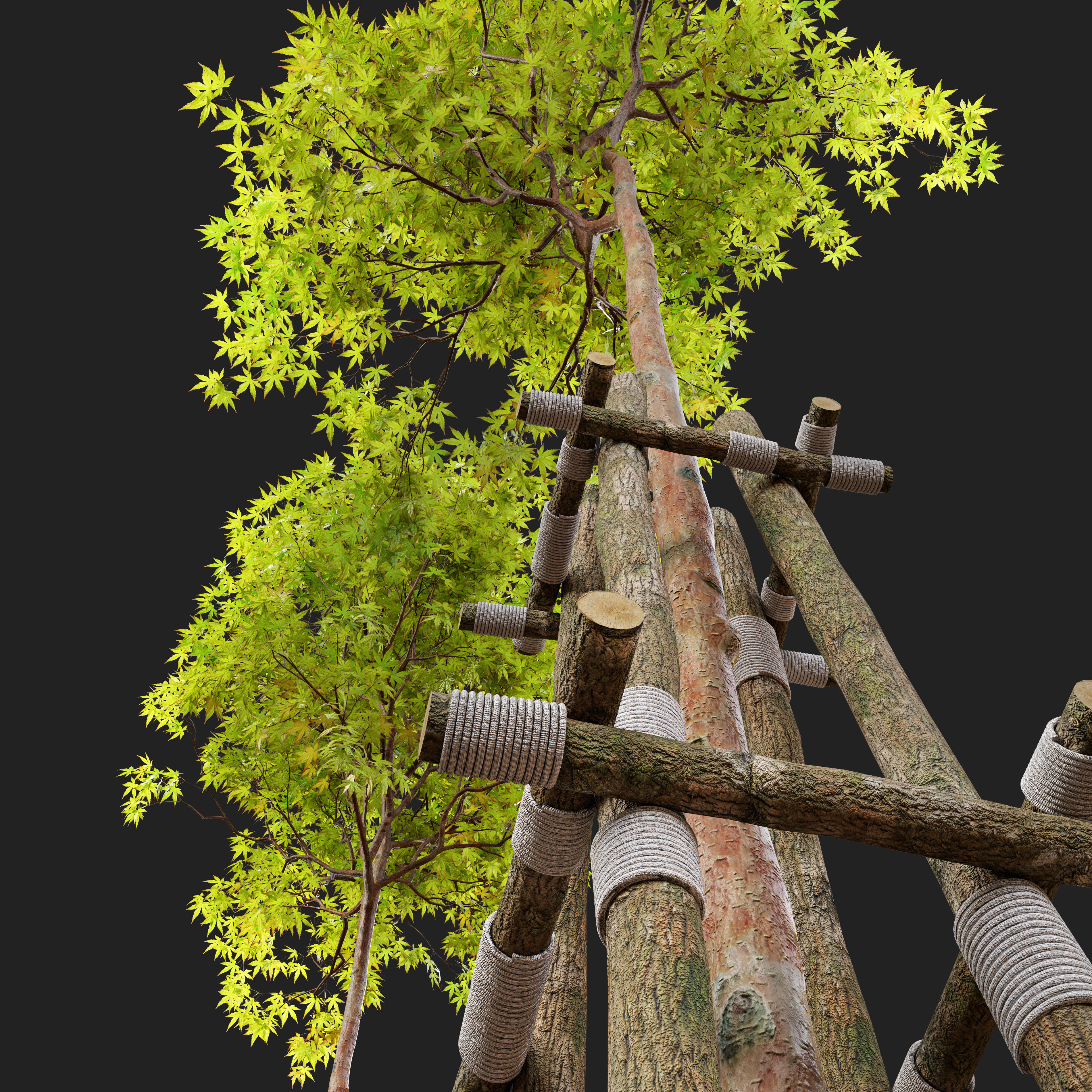 Acer palmatum 3D model_1