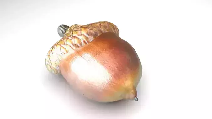 Acorn