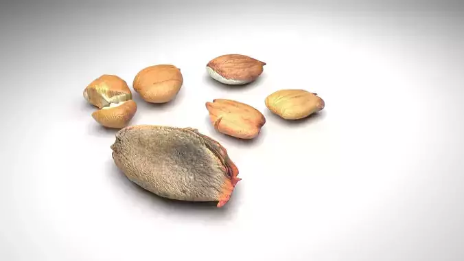 Apricot Seed and Kernel