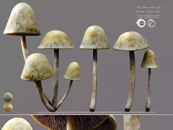 Mushroom set three mushrooms