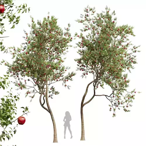 New Plant High detail Malus Pumila Apple Red 3D model