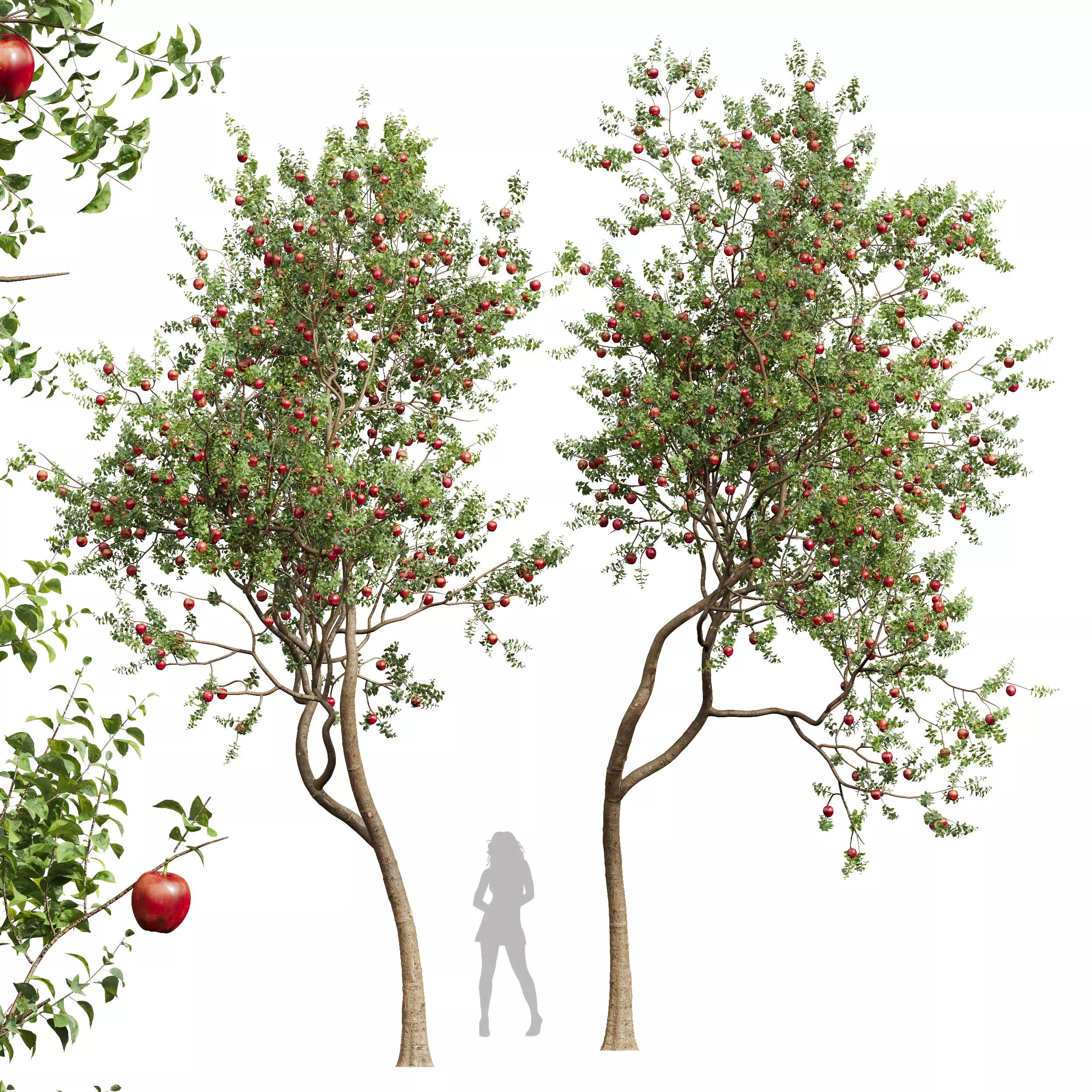 New Plant High detail Malus Pumila Apple Red 3D model_0