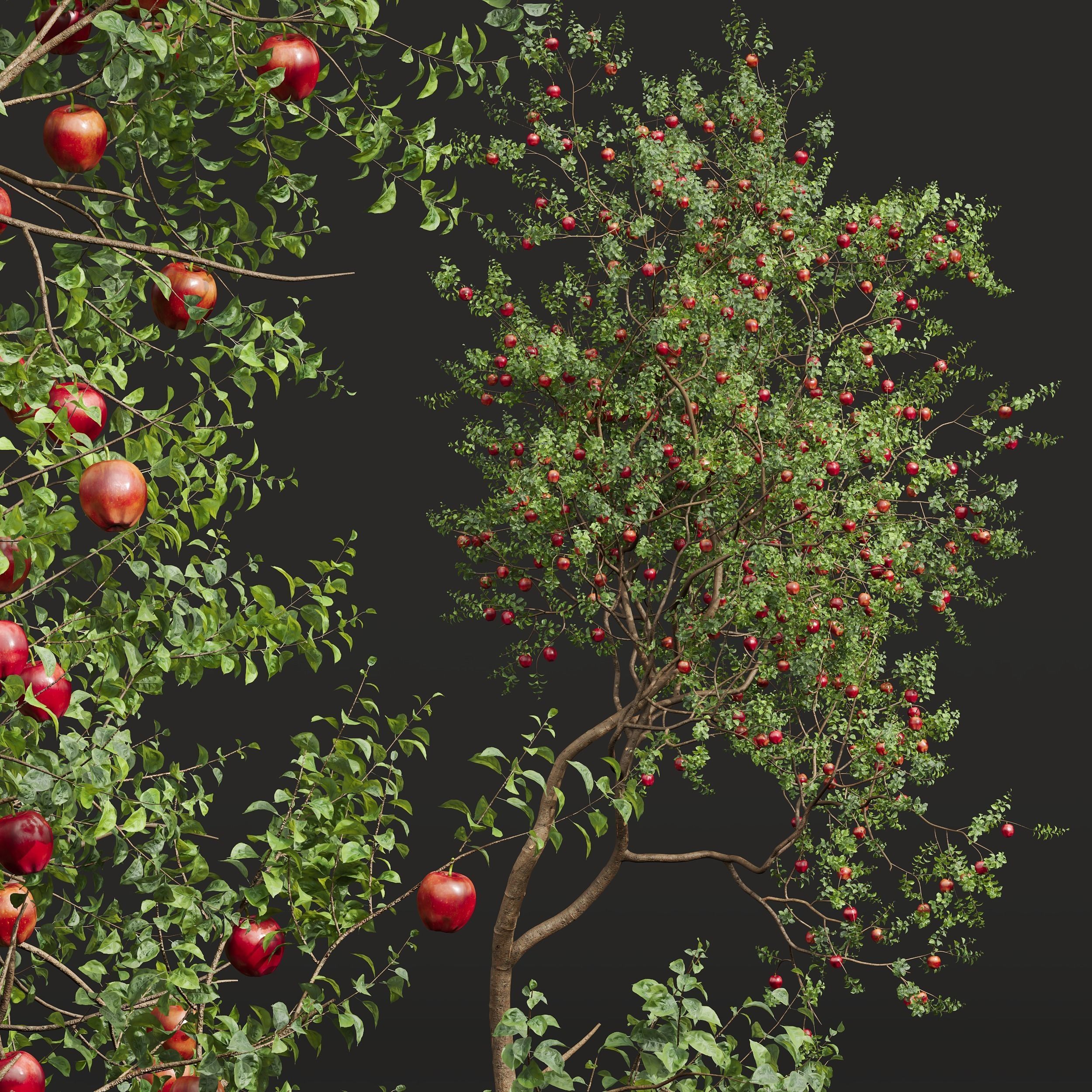 New Plant High detail Malus Pumila Apple Red 3D model_1
