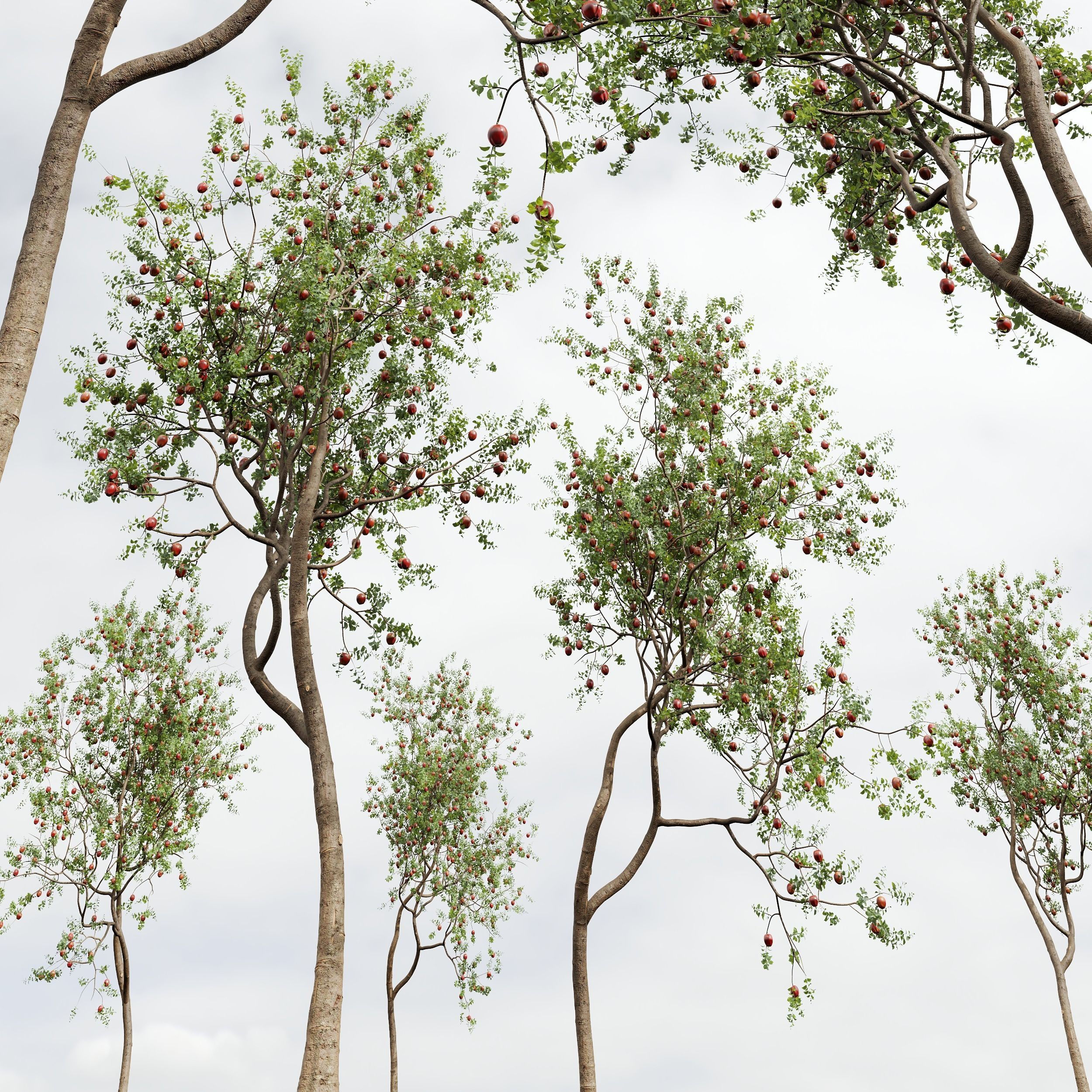 New Plant High detail Malus Pumila Apple Red 3D model_3