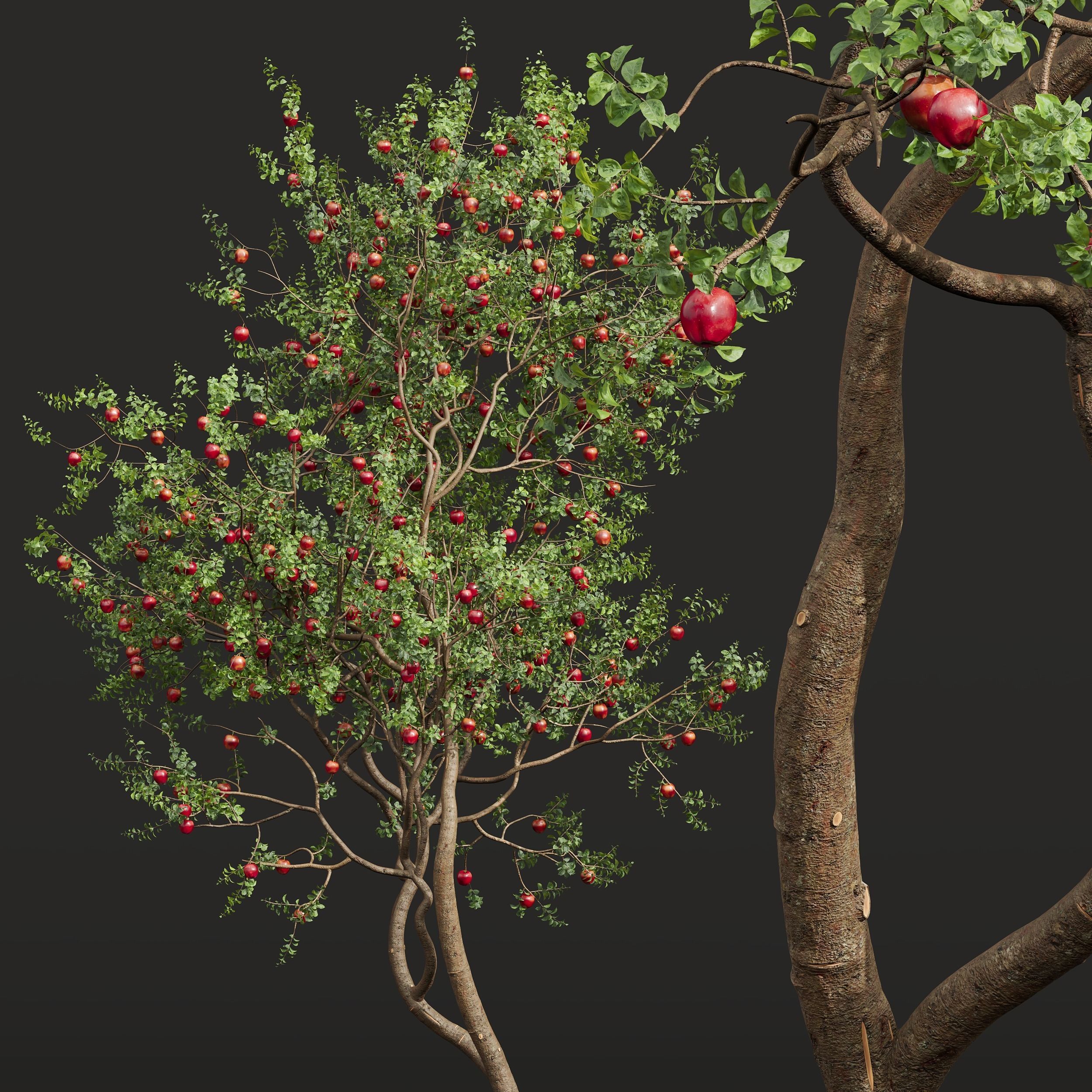 New Plant High detail Malus Pumila Apple Red 3D model_2