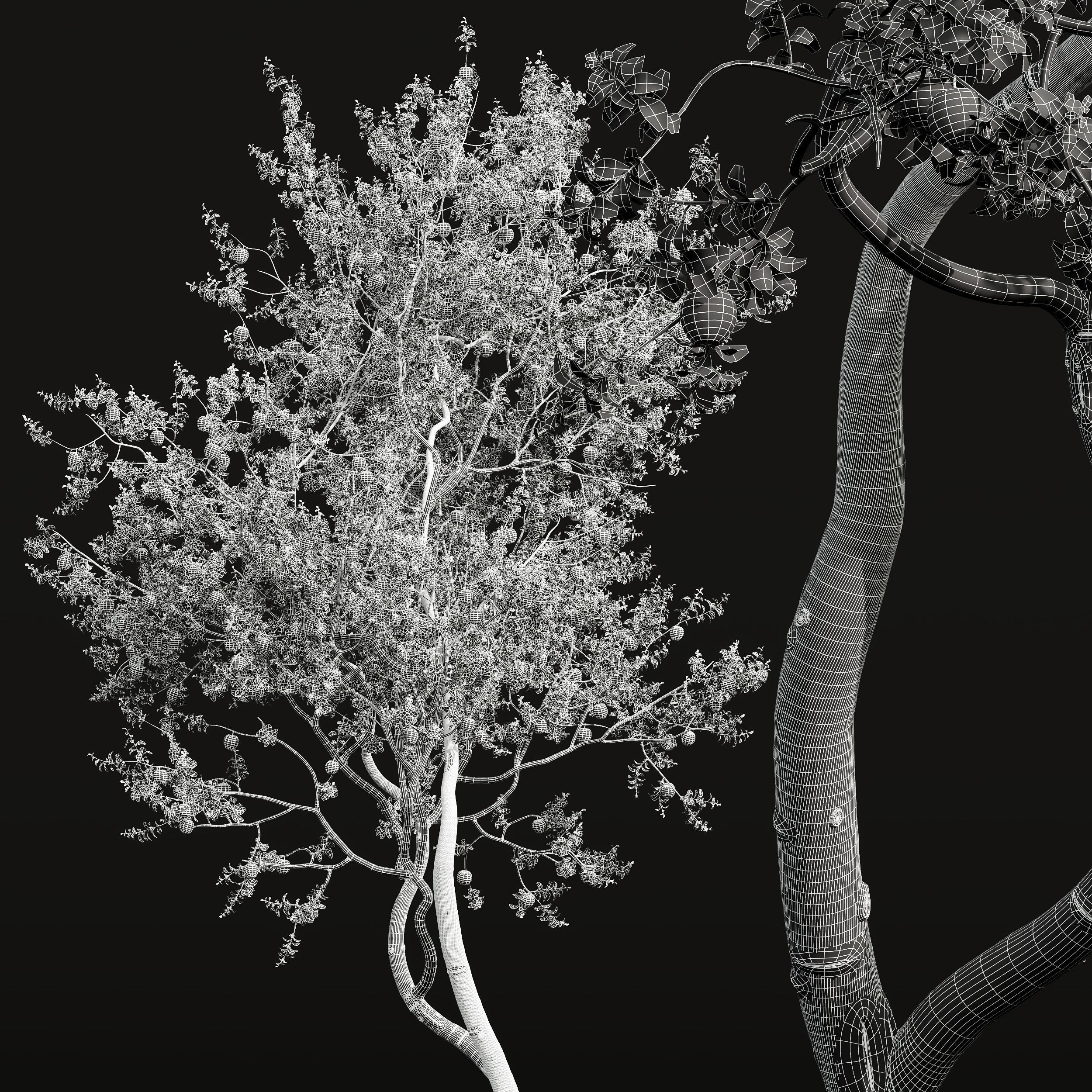 New Plant High detail Malus Pumila Apple Red 3D model_4