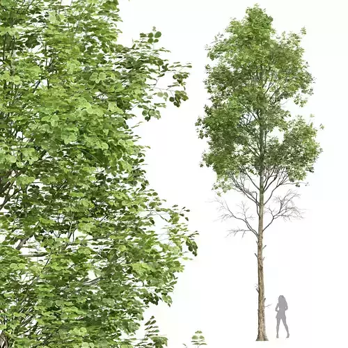 New Plant High detail Fagus Sylvatica 3D model