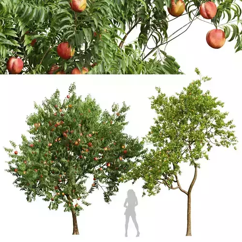 Amygdalus Persica Peach Armeniaca Vulgaris Prunus fruit trees