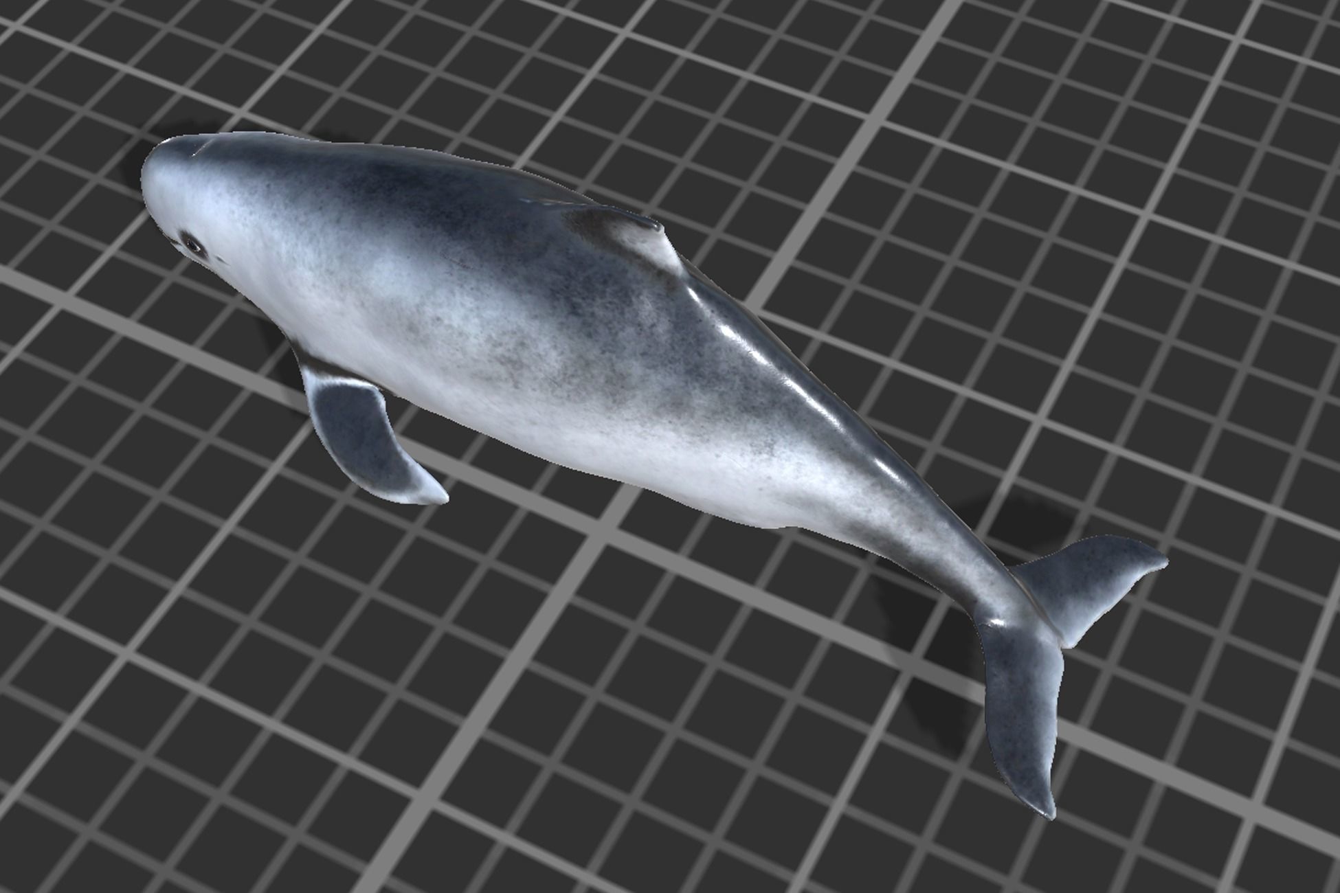 Harbour porpoise Low-poly 3D model_4