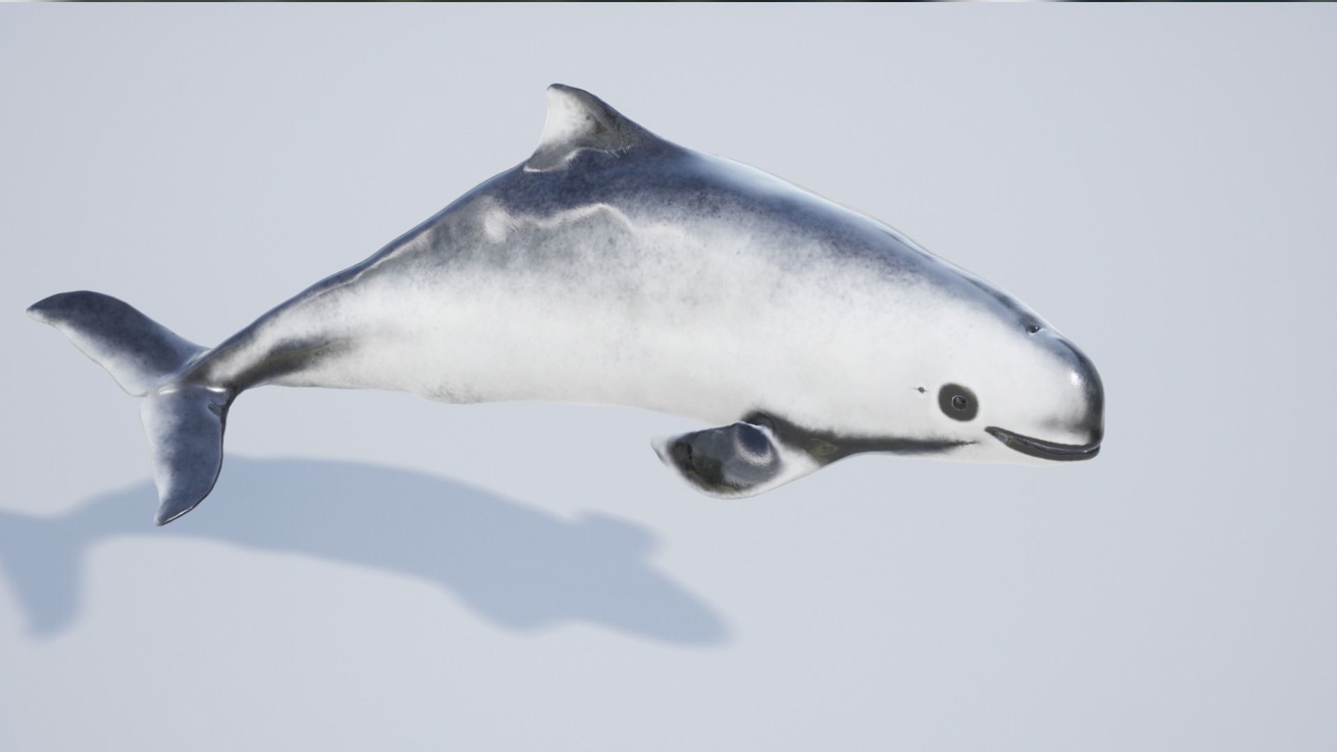 Harbour porpoise Low-poly 3D model_13