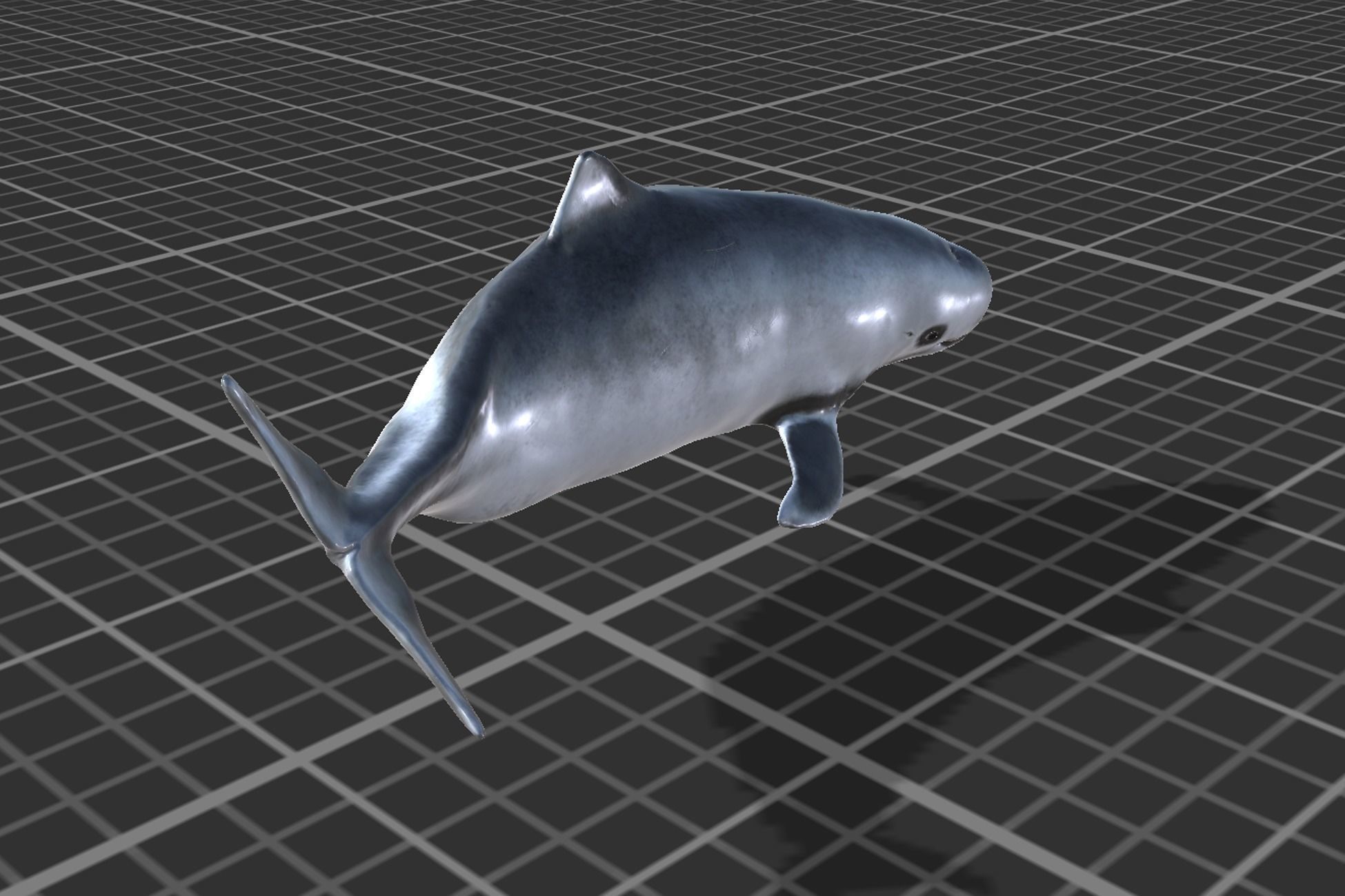 Harbour porpoise Low-poly 3D model_7