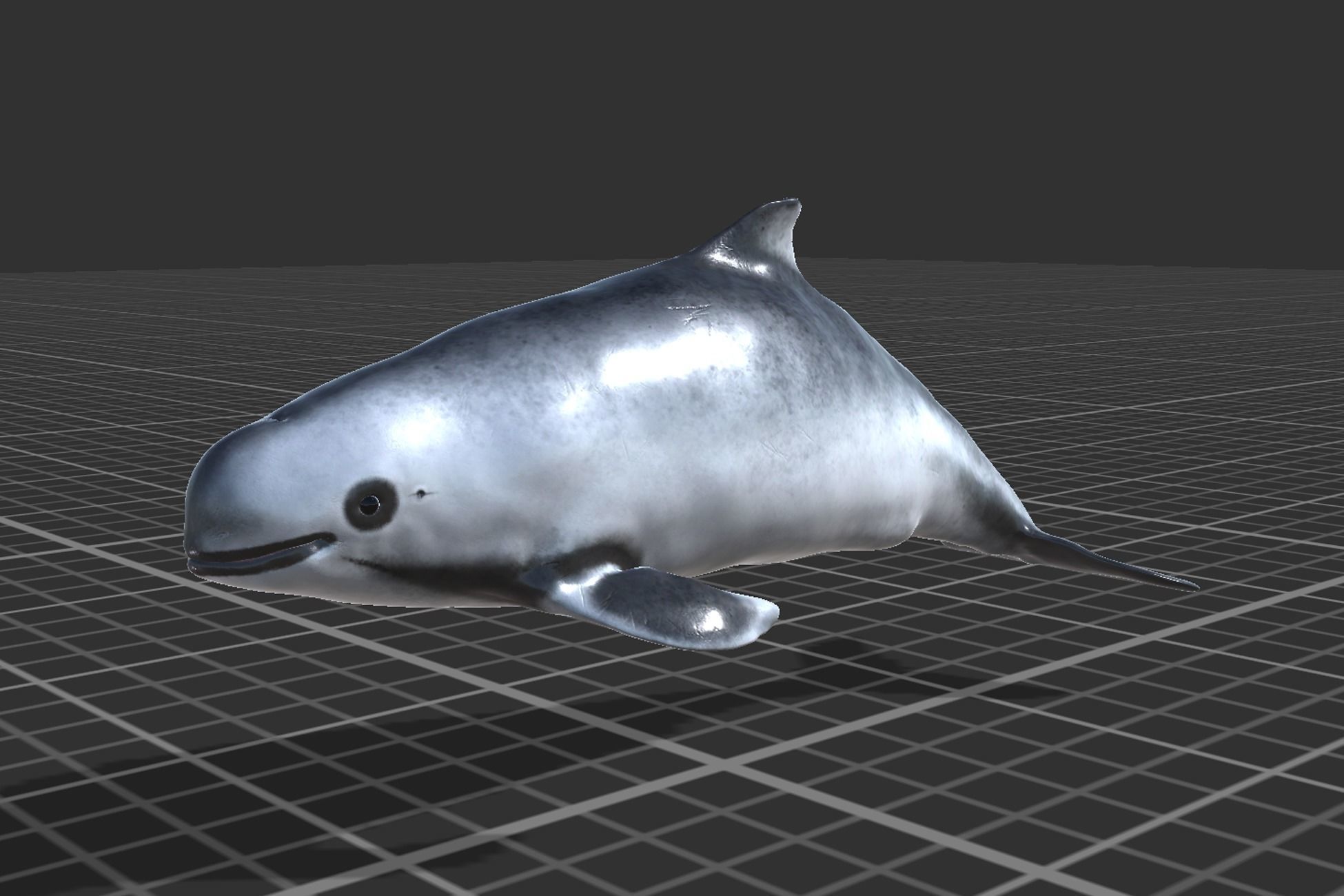 Harbour porpoise Low-poly 3D model_3
