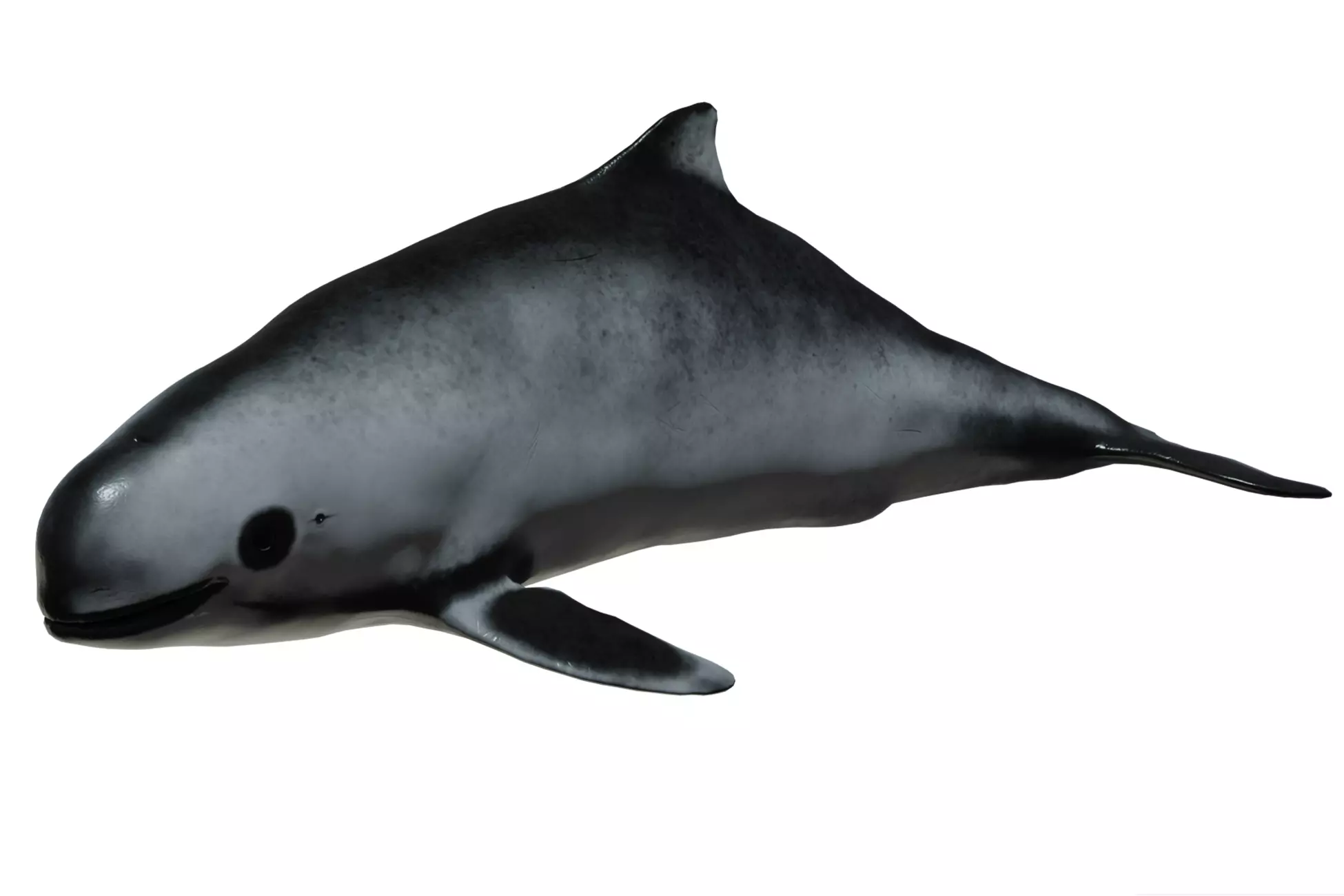 Harbour porpoise Low-poly 3D model_0