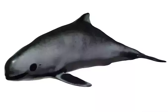 Harbour porpoise