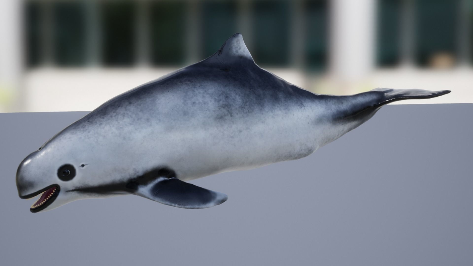 Harbour porpoise Low-poly 3D model_12