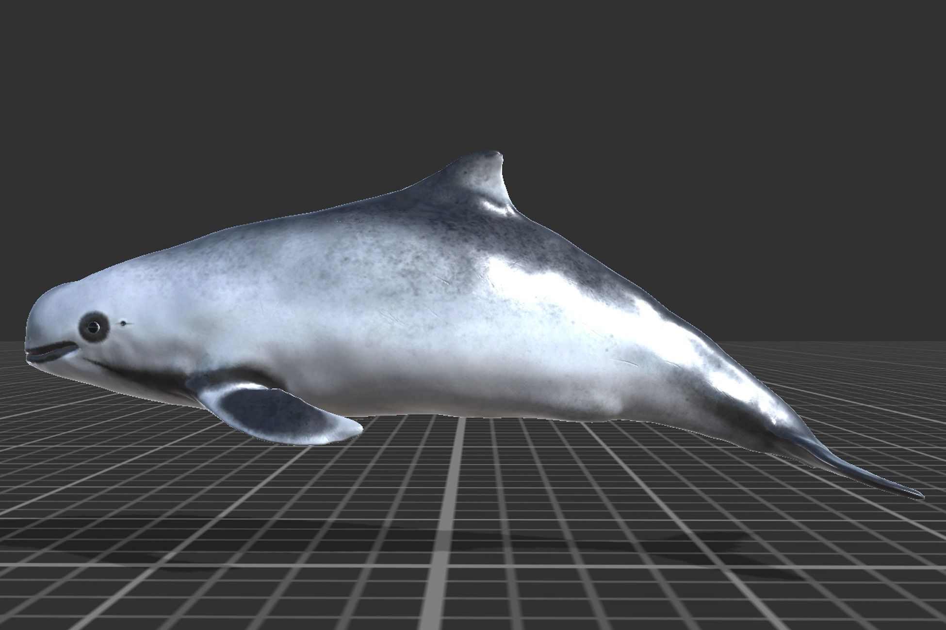 Harbour porpoise Low-poly 3D model_2