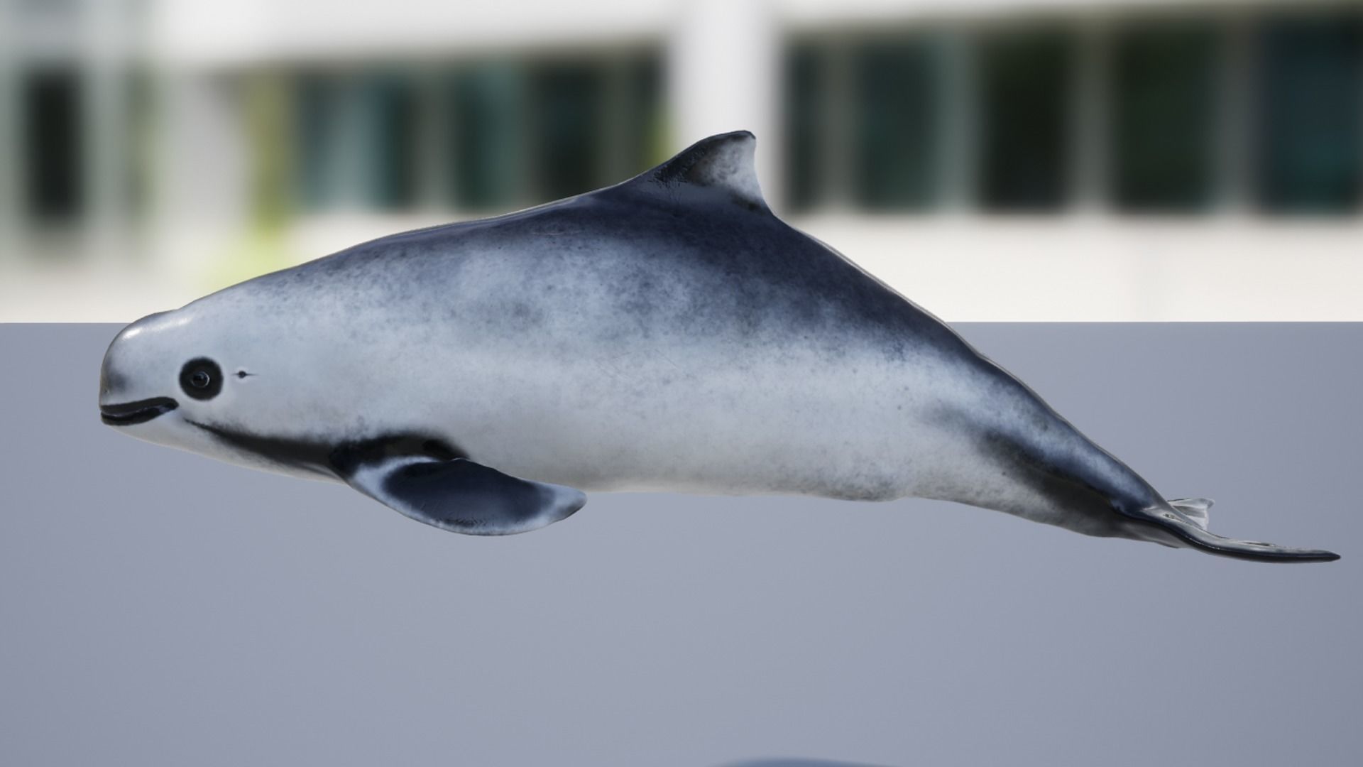 Harbour porpoise Low-poly 3D model_8