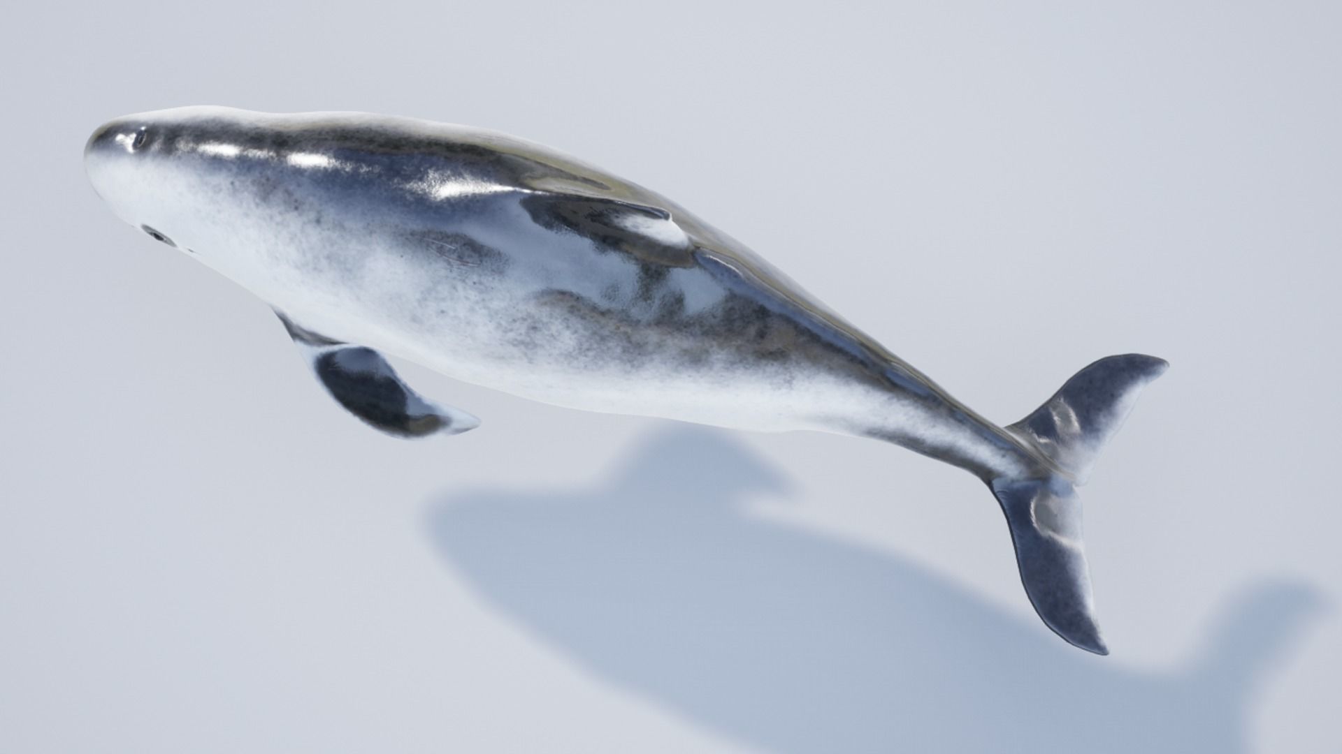 Harbour porpoise Low-poly 3D model_10