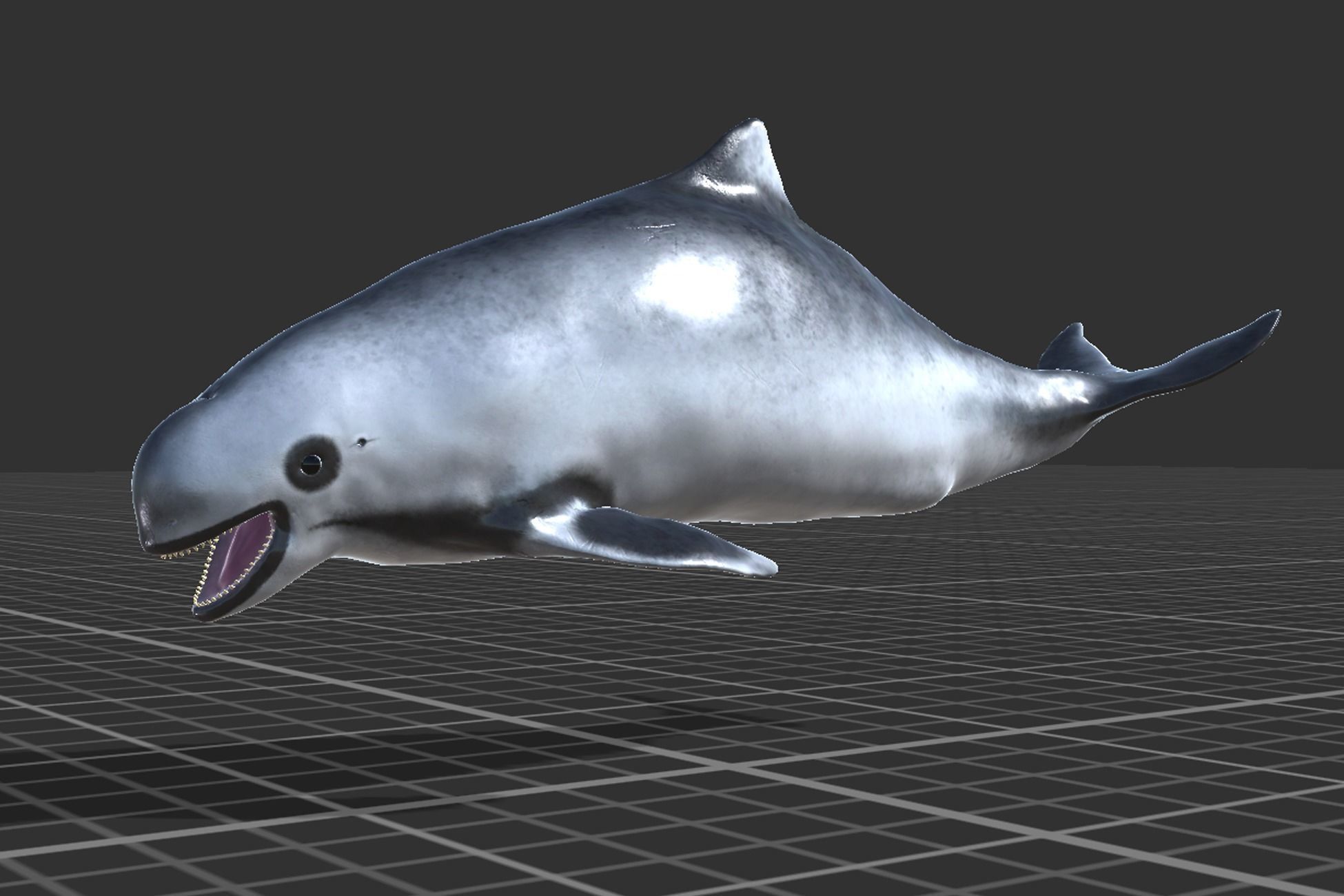 Harbour porpoise Low-poly 3D model_6