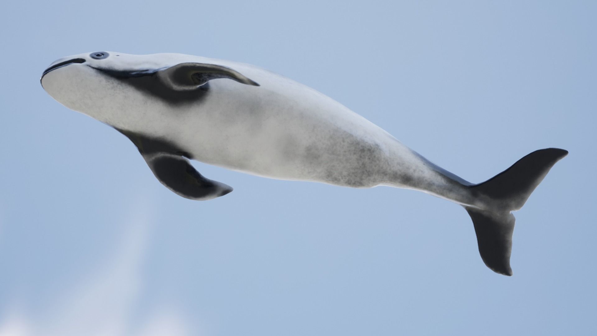 Harbour porpoise Low-poly 3D model_11