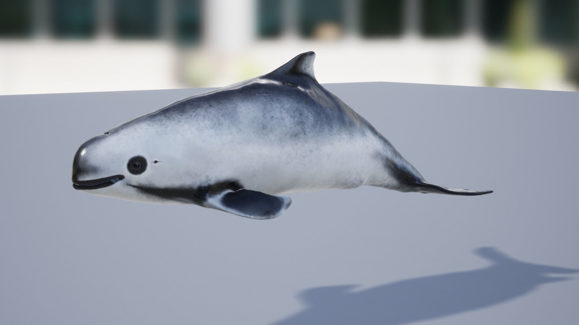 Harbour porpoise Low-poly 3D model_9