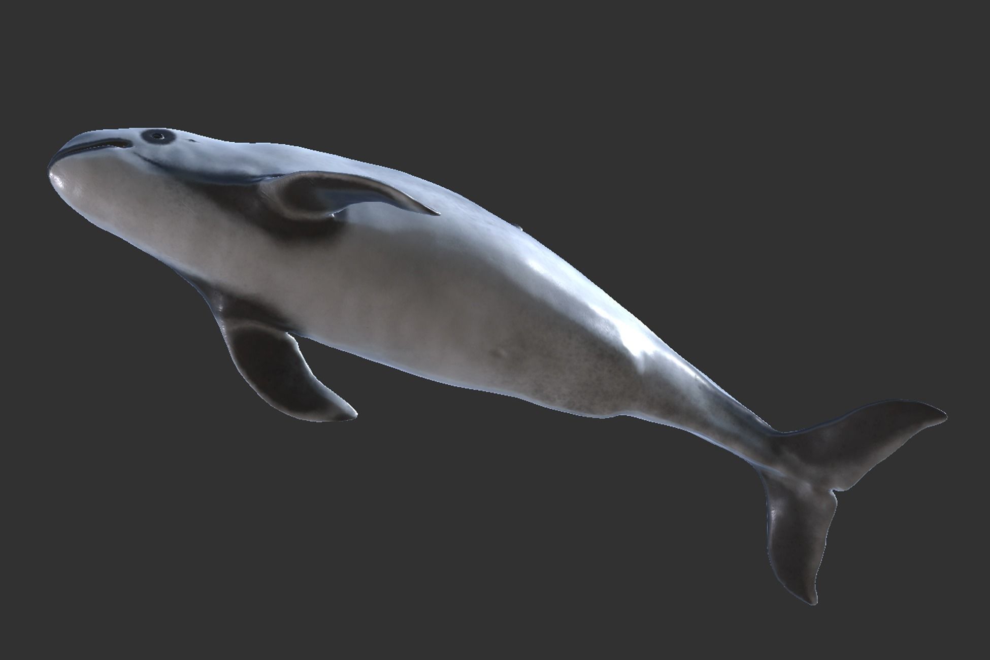 Harbour porpoise Low-poly 3D model_5